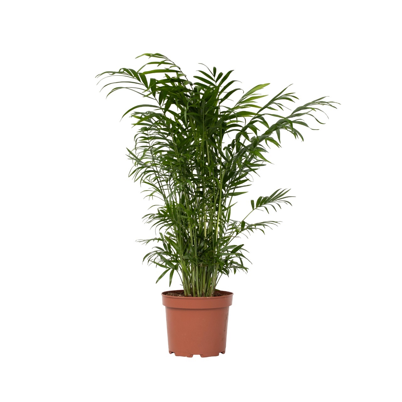 Dwergpalm - Chamaedorea elegans - Hoogte 50-60cm -⌀17cm afbeelding