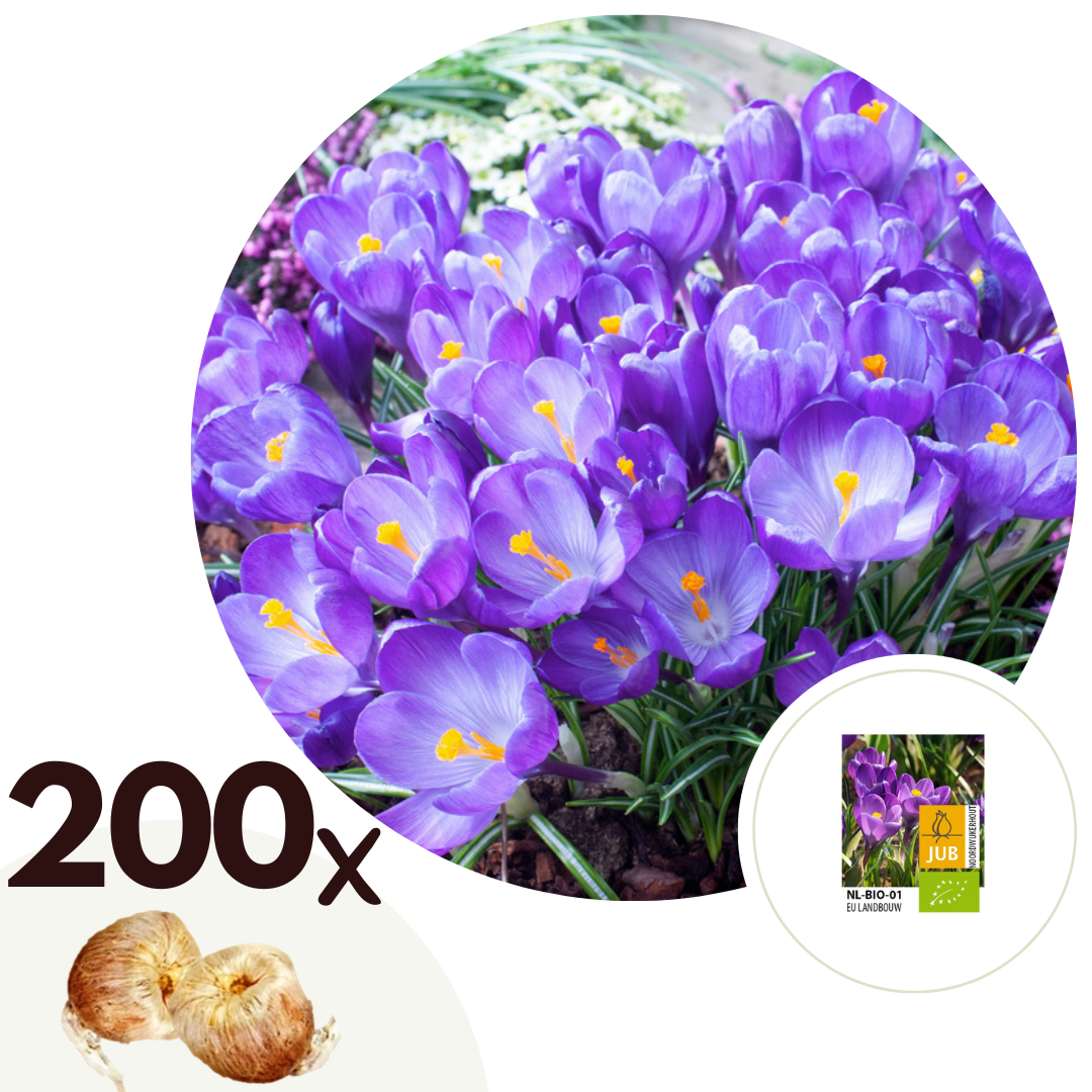Krokusbollen - Set van 200 - Crocus'Ruby Giant'- Bloembollen - Paars afbeelding