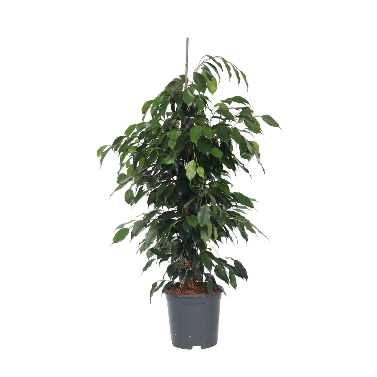 Treurvijg - Ficus benjamina'Danielle'- Hoogte 100-110cm -⌀21cm afbeelding