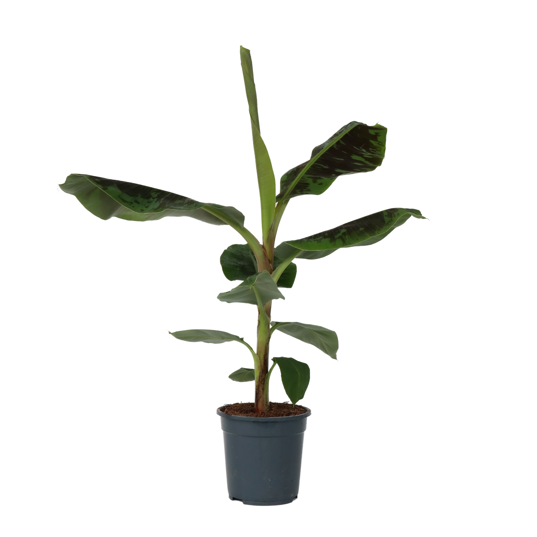 Bananenplant - Musa'Dwarf Cavendish'- Hoogte 90-100cm -⌀21cm afbeelding