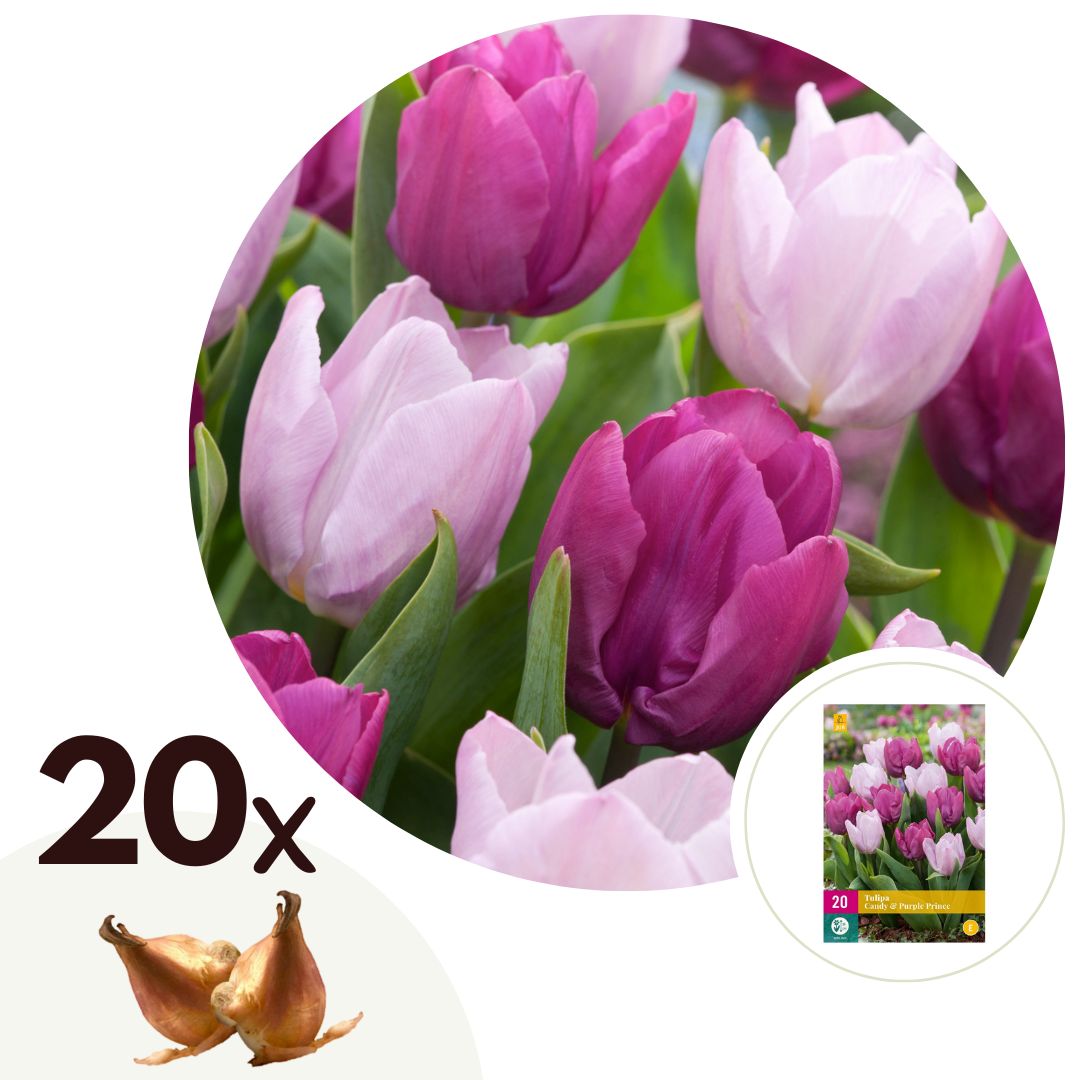 Tulpenbollen - Set van 20 - Tulipa'Prince Mix'- Bloembollen - Paars afbeelding