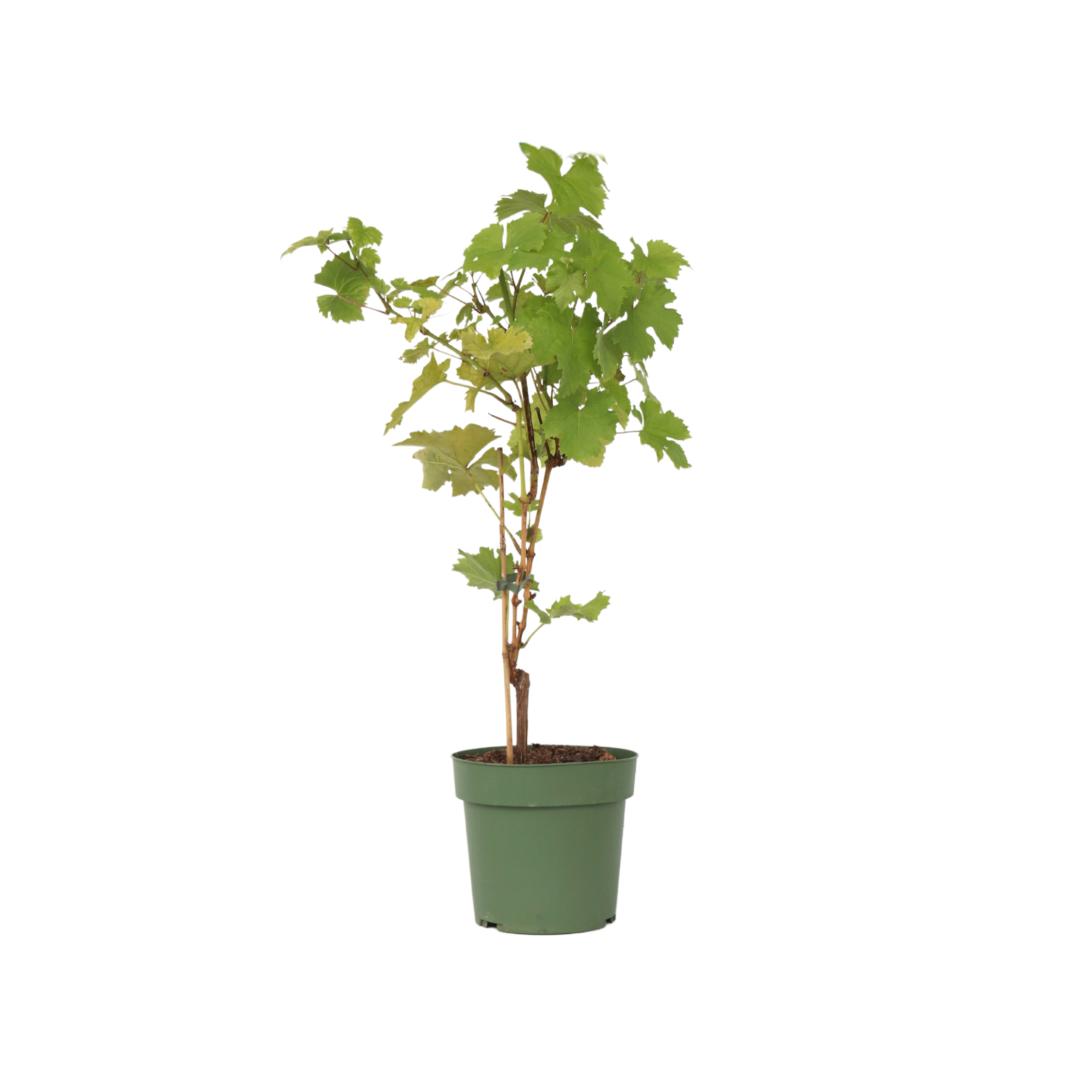 Druivenplant - Vitis vinifera‘Himrod’ - Hoogte 60-75cm - ⌀21cm afbeelding