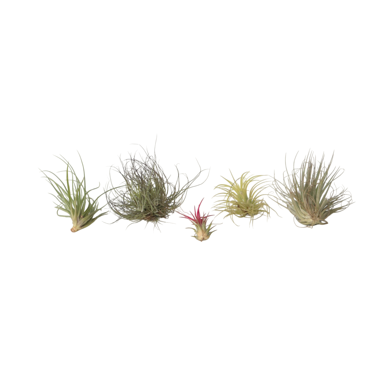 Luchtplantjes - Set van 5 - Tillandsia - Hoogte 5-15cm -⌀5cm afbeelding