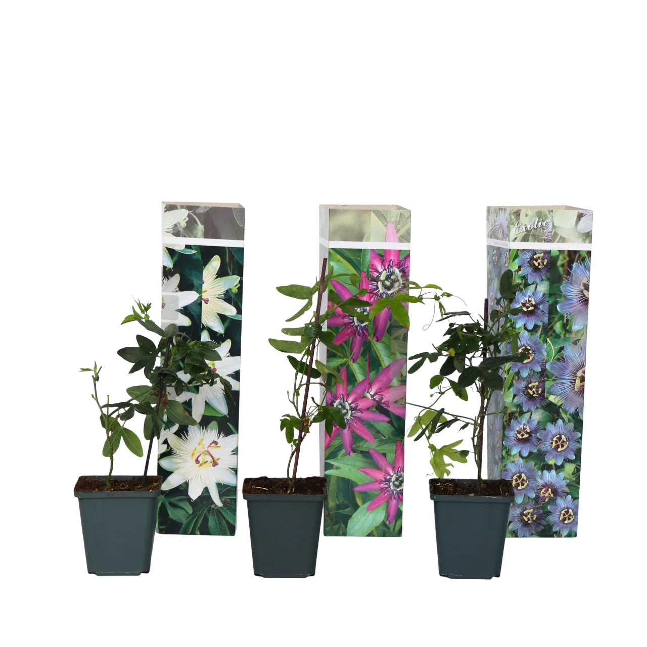 Passiebloem - Set van 3 - Passiflora hybridum - Hoogte 25-40cm -⌀9cm afbeelding