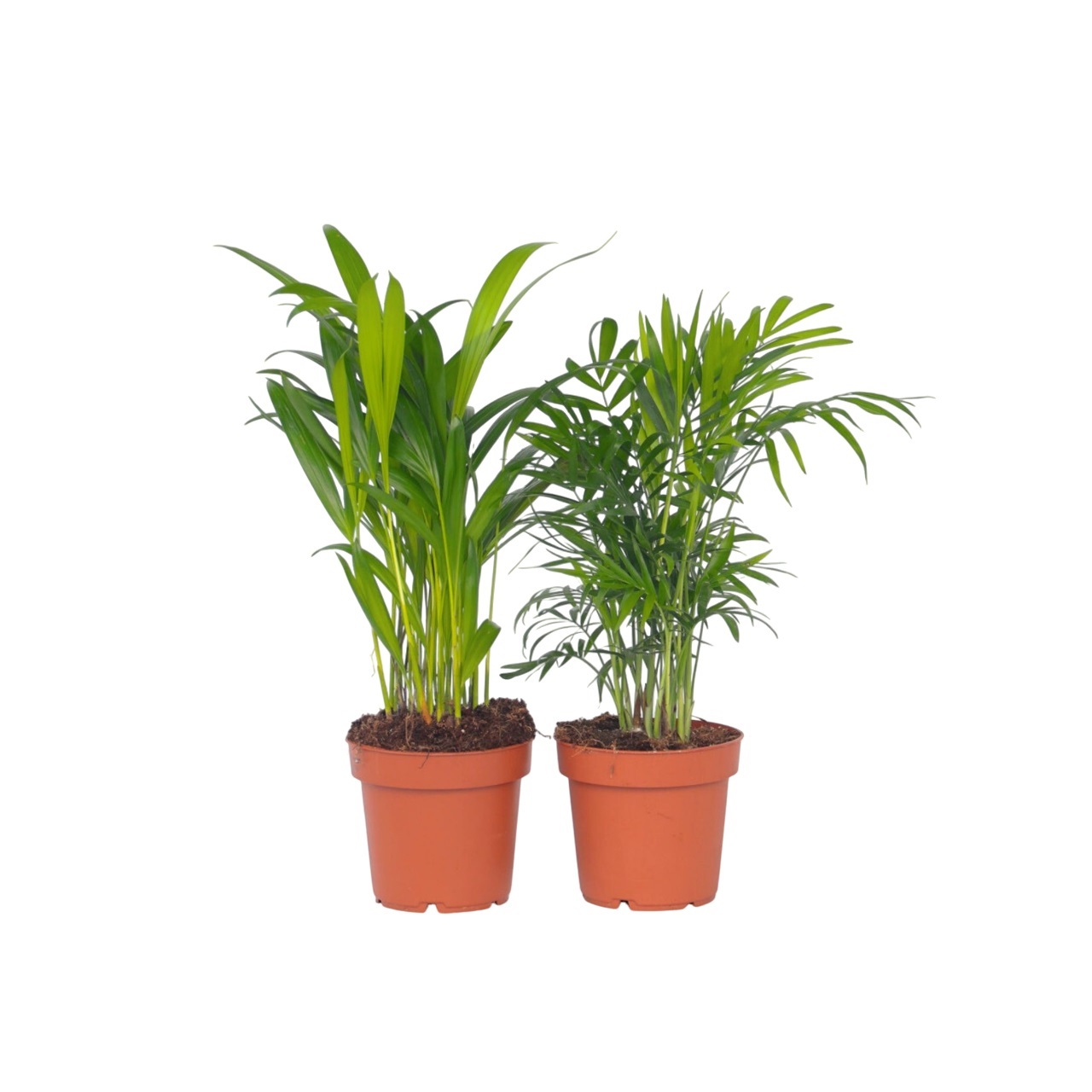 Kleine kamerpalmen - Set van 2 - Dypsis, Chamaedorea - Hoogte 25-40cm -⌀12cm afbeelding