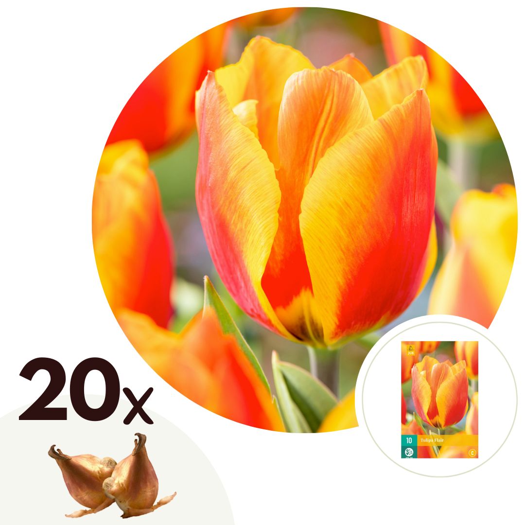 Tulpenbollen - Set van 20 - Tulipa'Flair'- Bloembollen - Wit afbeelding
