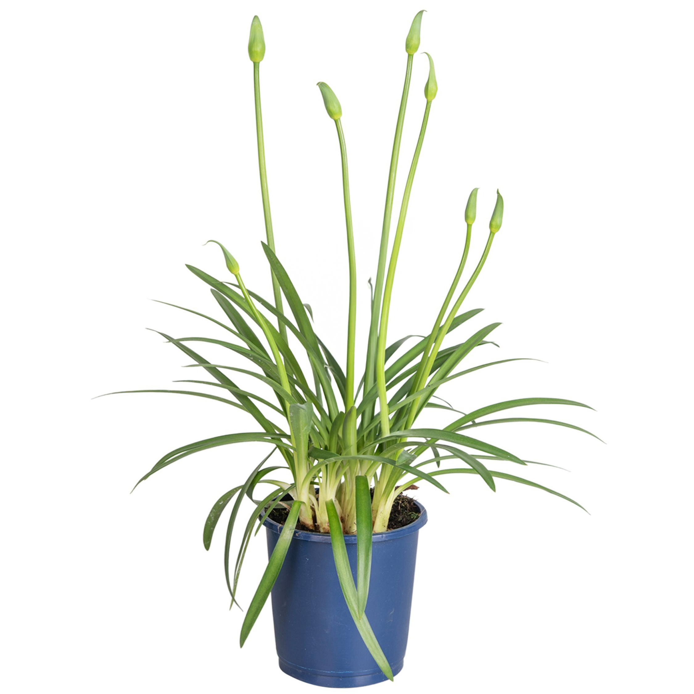 Kaapse Lelie - Agapanthus'Superb Blue'- Hoogte 30-45cm -⌀14cm afbeelding