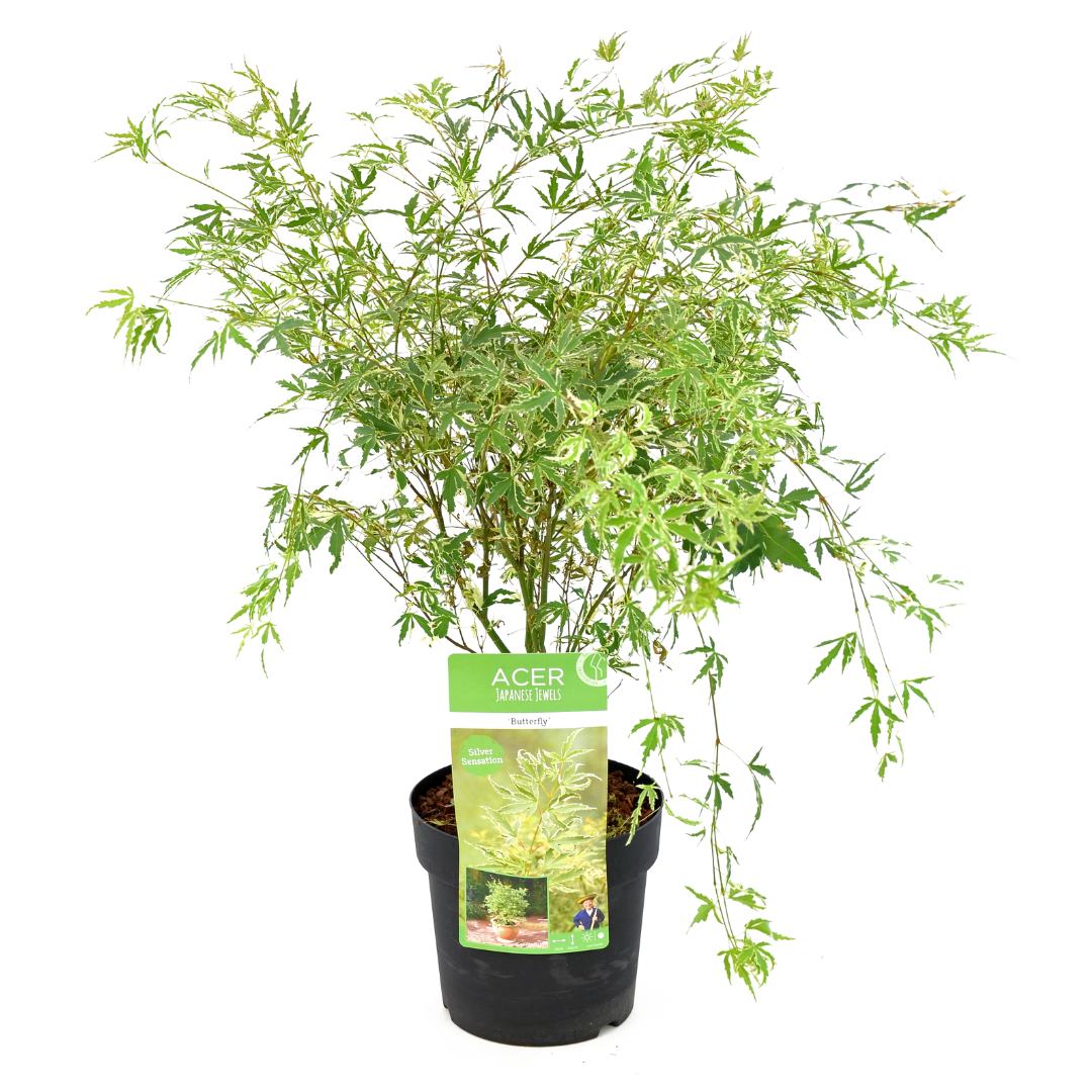 Japanse Esdoorn - Acer palmatum'Butterfly'- Hoogte 50-60cm -⌀19cm afbeelding
