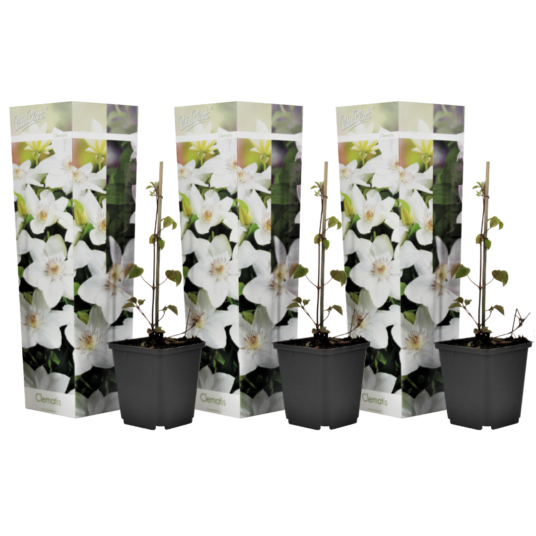 Bosrank - Set van 3 - Clematis hybrid'Mme Le Coultre'- Hoogte 25-40cm -⌀9cm afbeelding