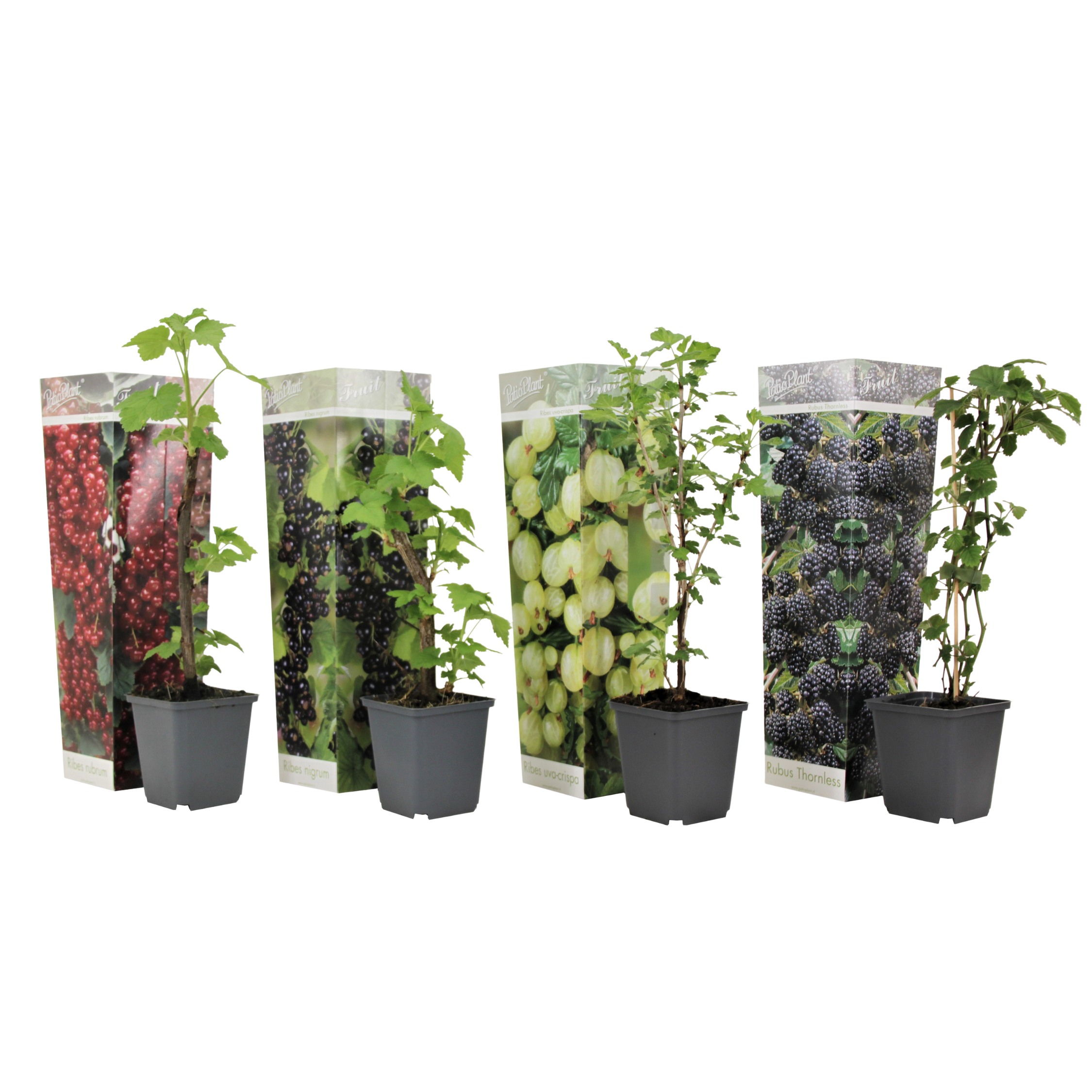 Bessenplanten - Set van 4 - Rubus Rubrum Uva Fructosus - Hoogte 25-40cm -⌀9cm afbeelding
