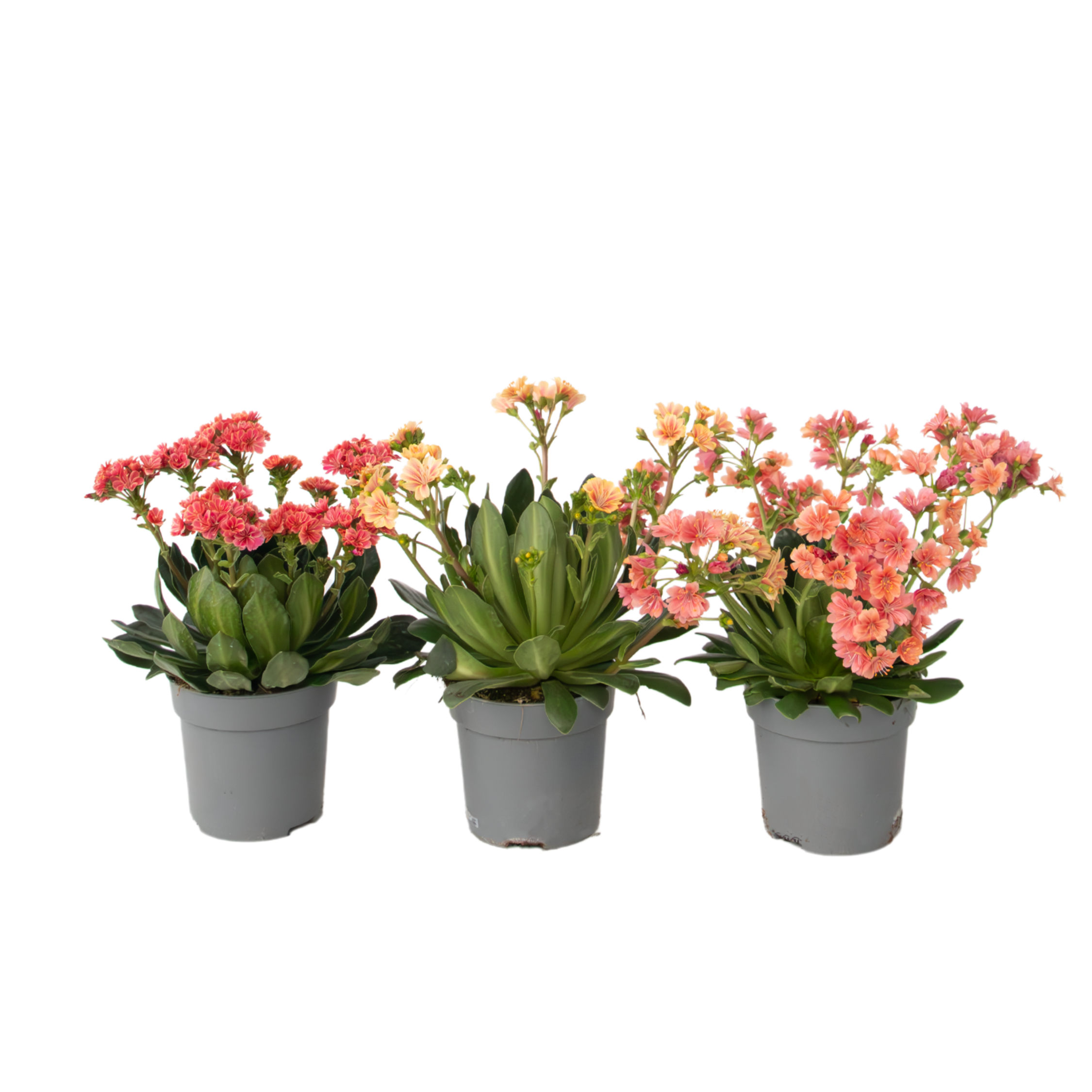 Bitterkruid - Set van 3 - Lewisia cotyledon - Hoogte 10-20cm -⌀10cm afbeelding