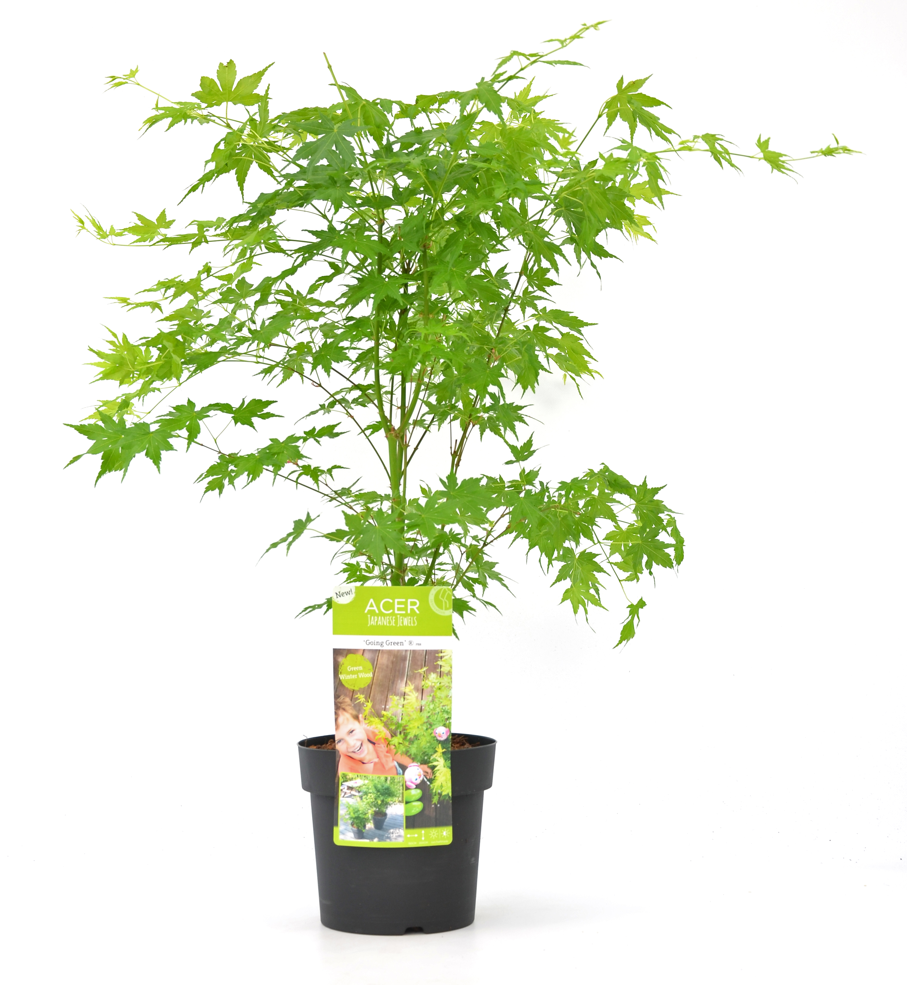 Japanse Esdoorn - Acer palmatum'Going Green'- Hoogte 50-60cm -⌀19cm afbeelding