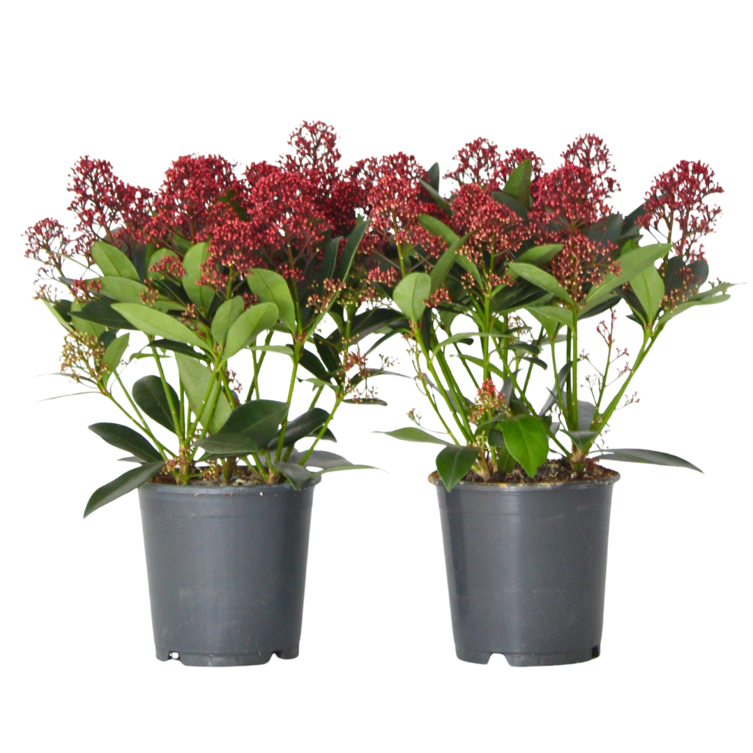 Skimmia - Set van 2 - Skimmia japonica'Rubella'- Hoogte 35-45cm -⌀15cm afbeelding