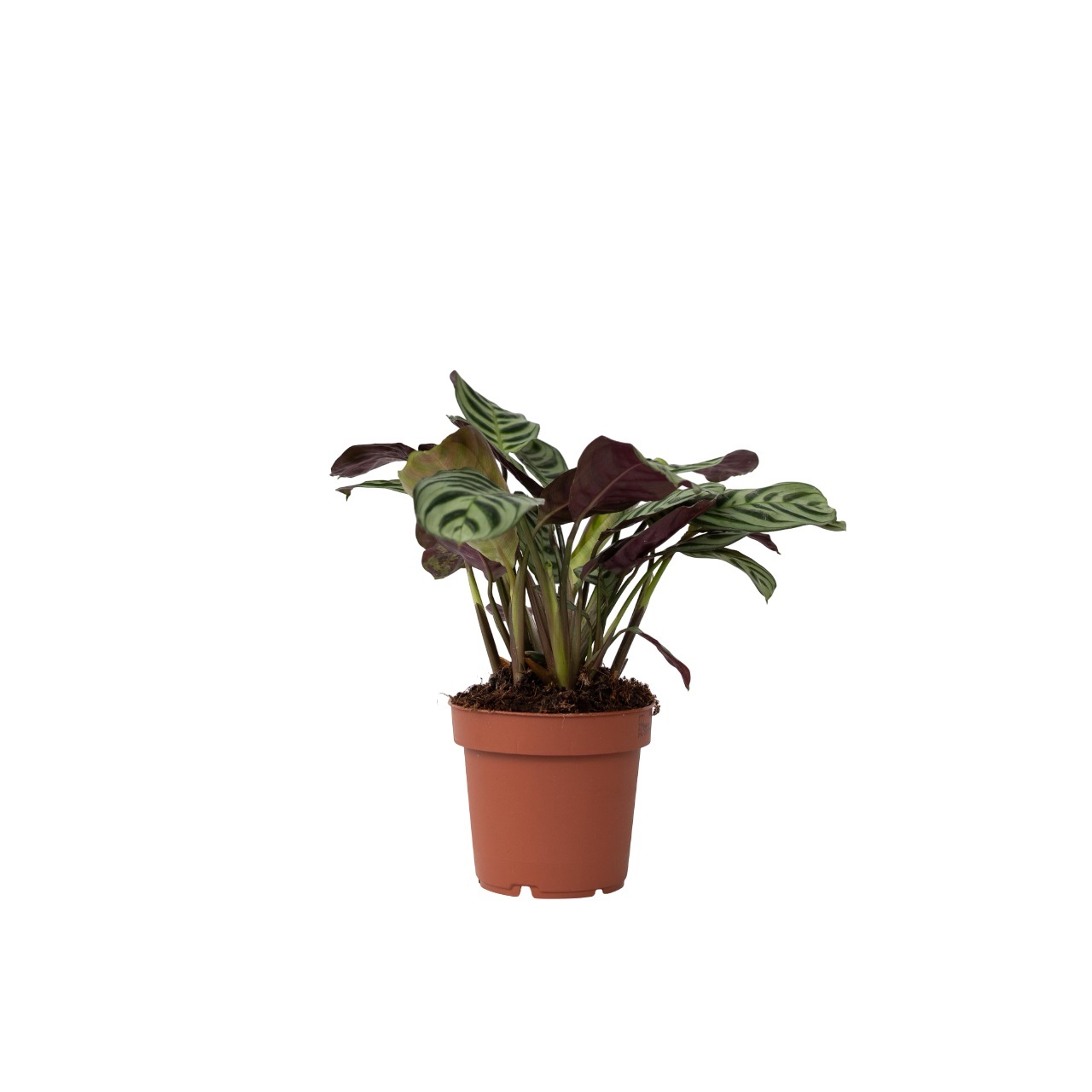 Gebedsplant - Ctenanthe'Amagris'- Hoogte 20-30cm -⌀12cm afbeelding