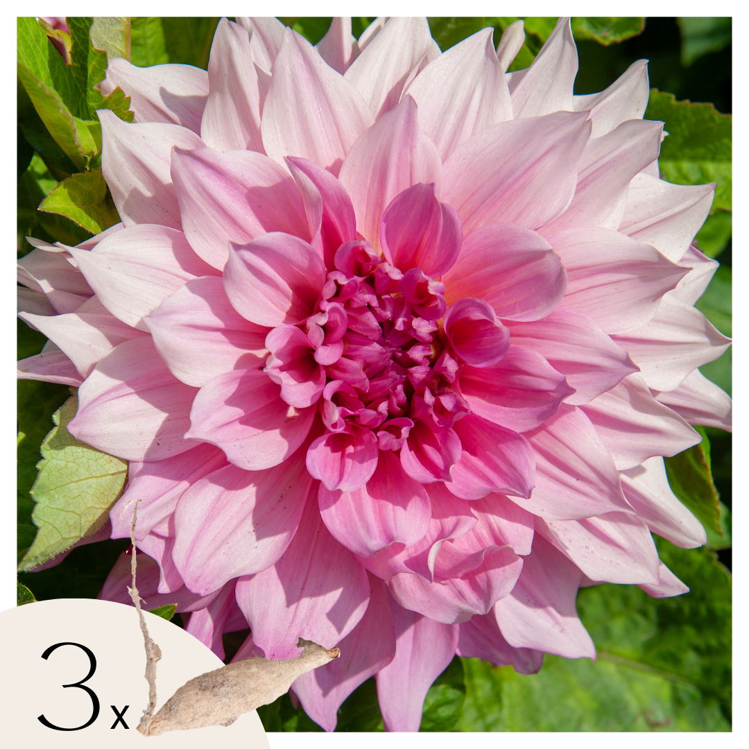 Dahliaknollen - Set van 3 - Dahlia'Café au lait Royal'- Roze afbeelding