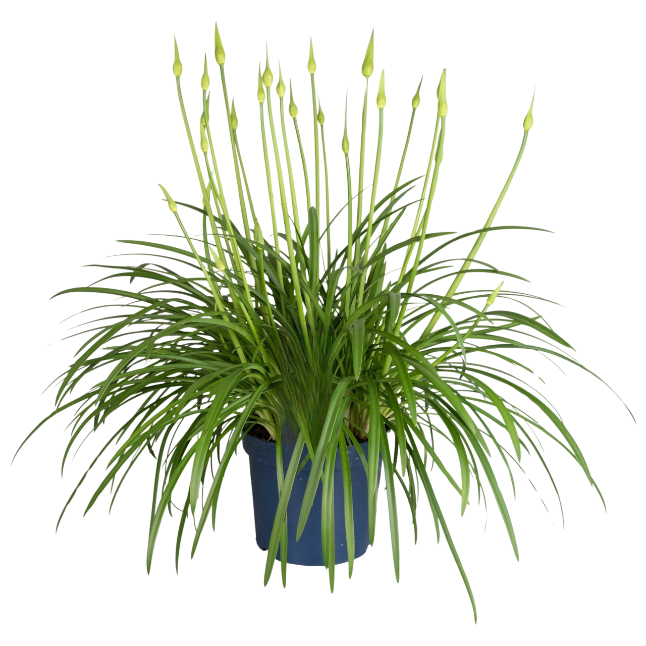 Afrikaanse Lelie - Agapanthus'Superb White'- Hoogte 65-80cm -⌀23cm afbeelding