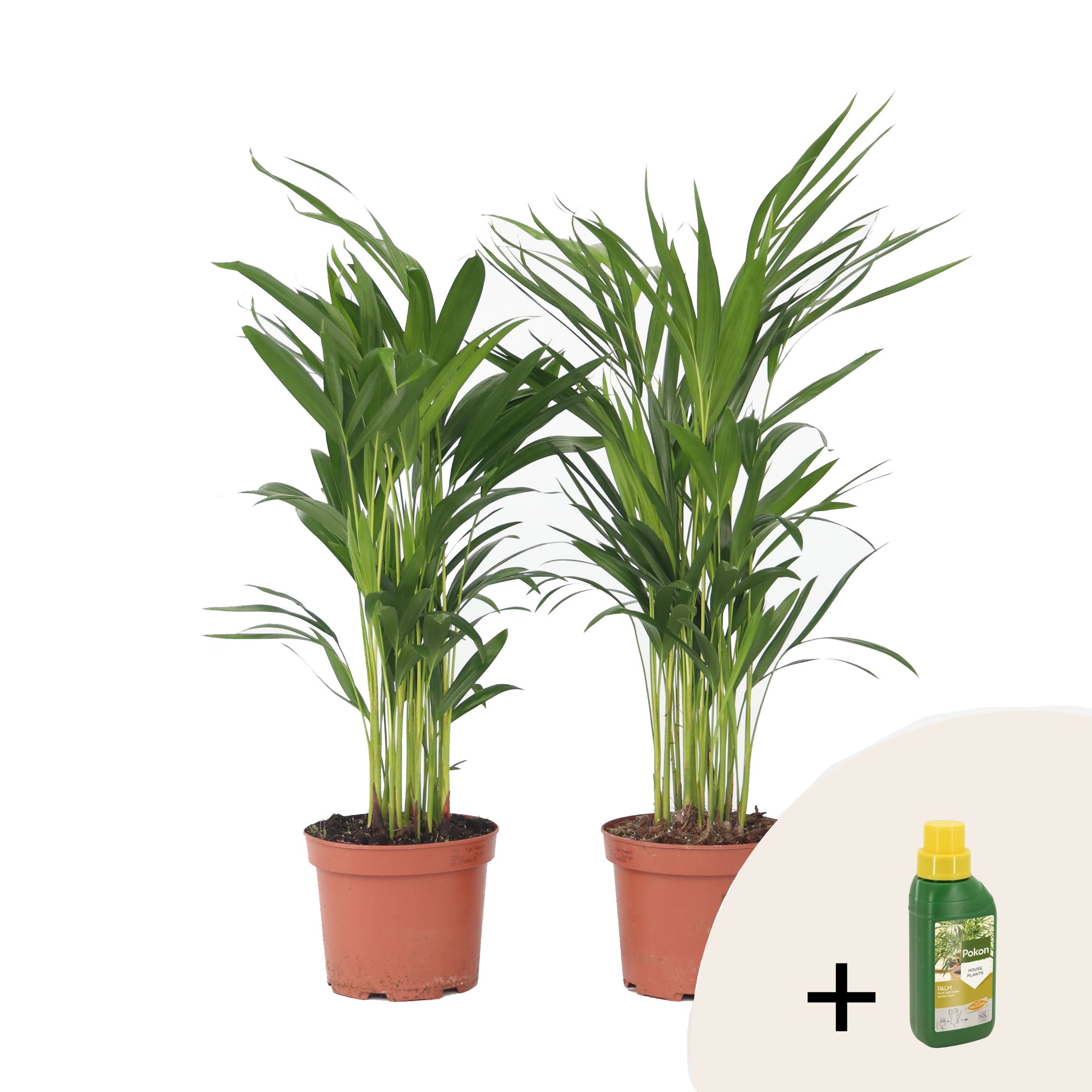 Goudpalm met voeding - Set van 2 - Dypsis lutescens - Hoogte 60-70cm -⌀17cm afbeelding