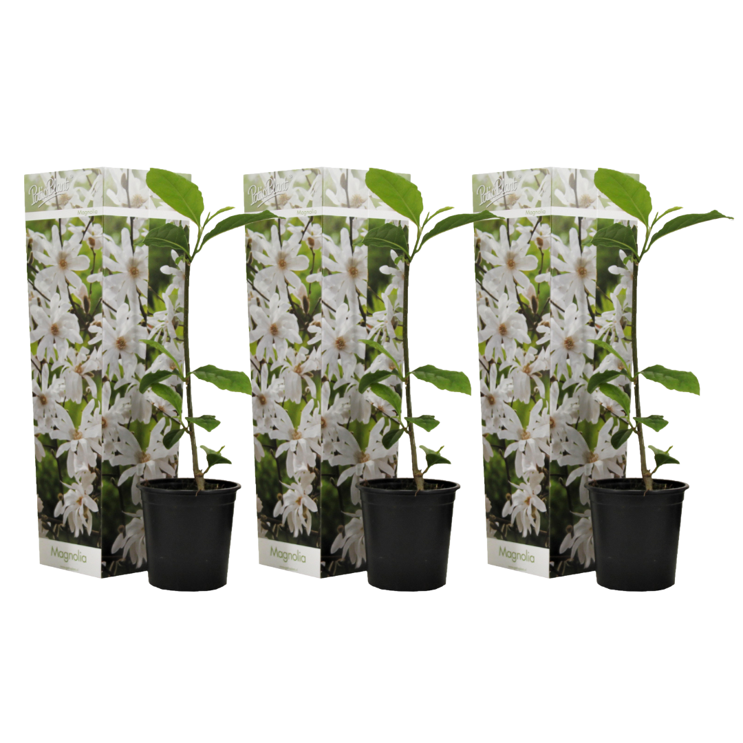 Stermagnolia - Set van 3 - Magnolia'Stellata'- Hoogte 25-40cm -⌀9cm afbeelding