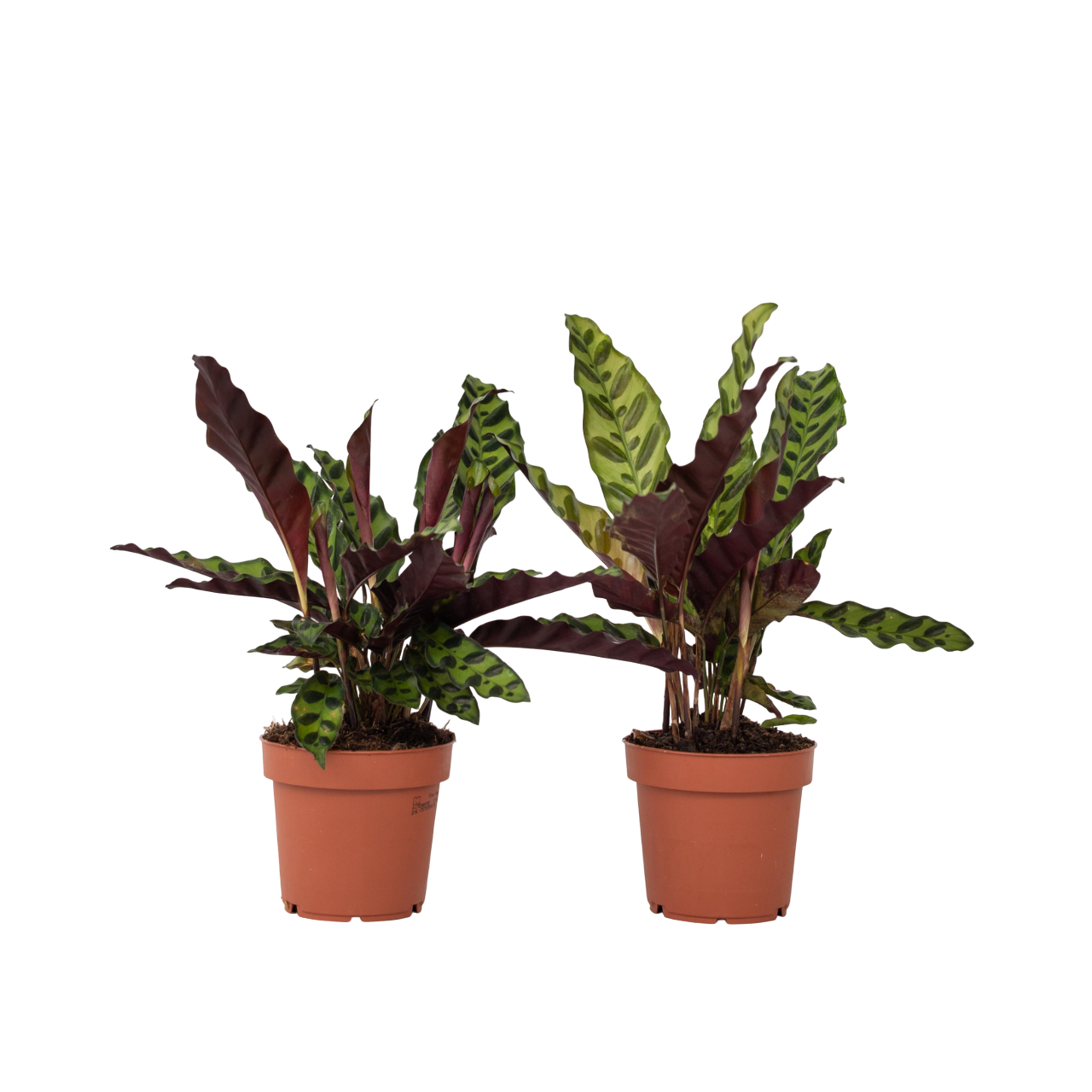 Pauwenplant - Set van 2 - Goeppertia insignis - Hoogte 30-40cm -⌀12cm afbeelding