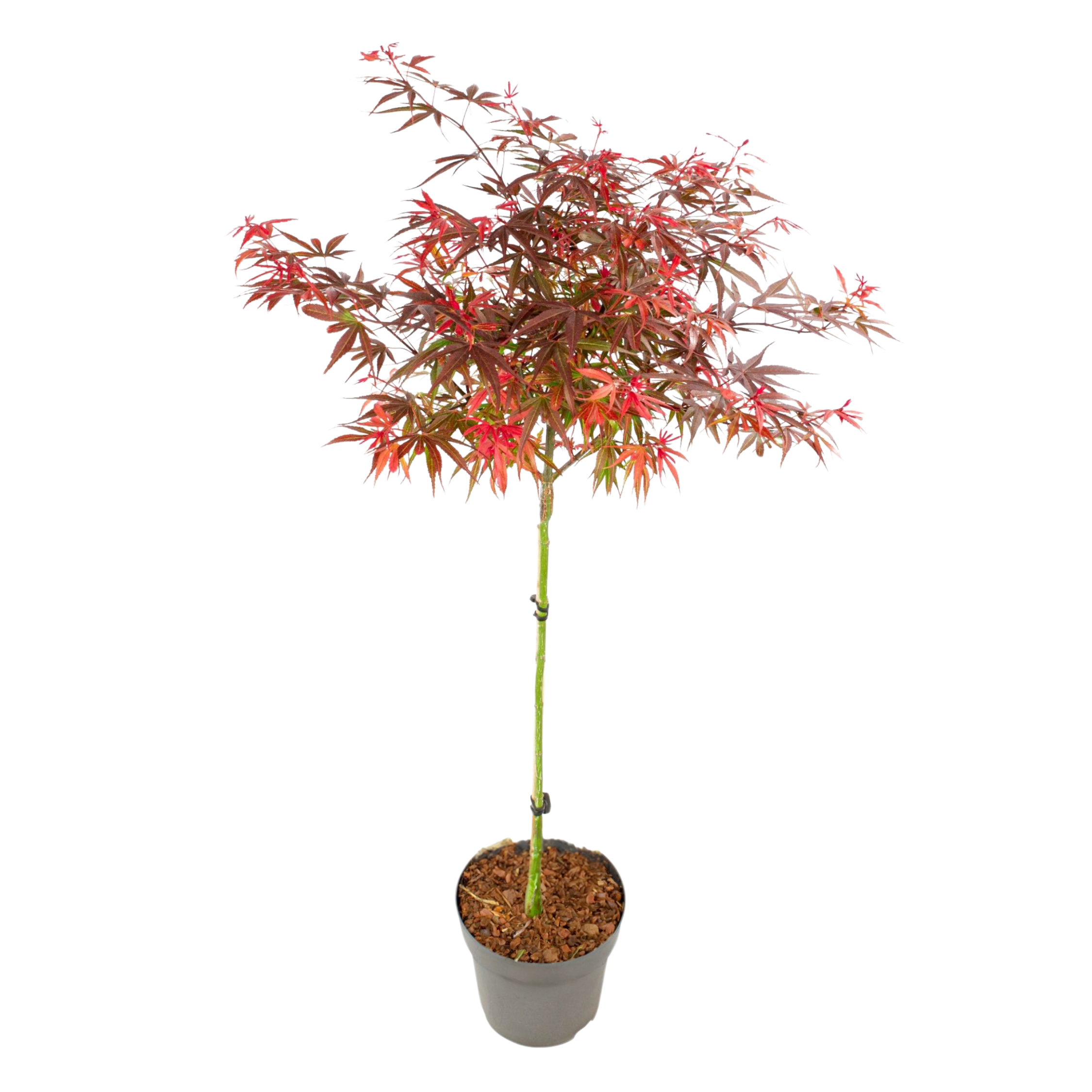 Japanse Esdoorn - Acer palmatum'Shaina'- Hoogte 80-90cm -⌀19cm afbeelding