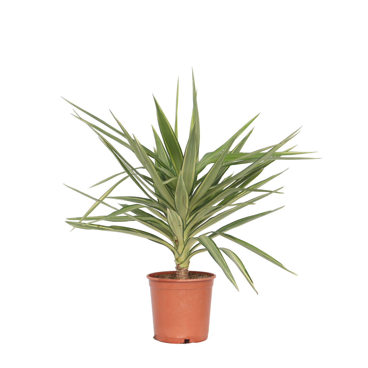 Palmlelie - Yucca elephantipes'Jewel'- Hoogte 60-70cm -⌀21cm afbeelding