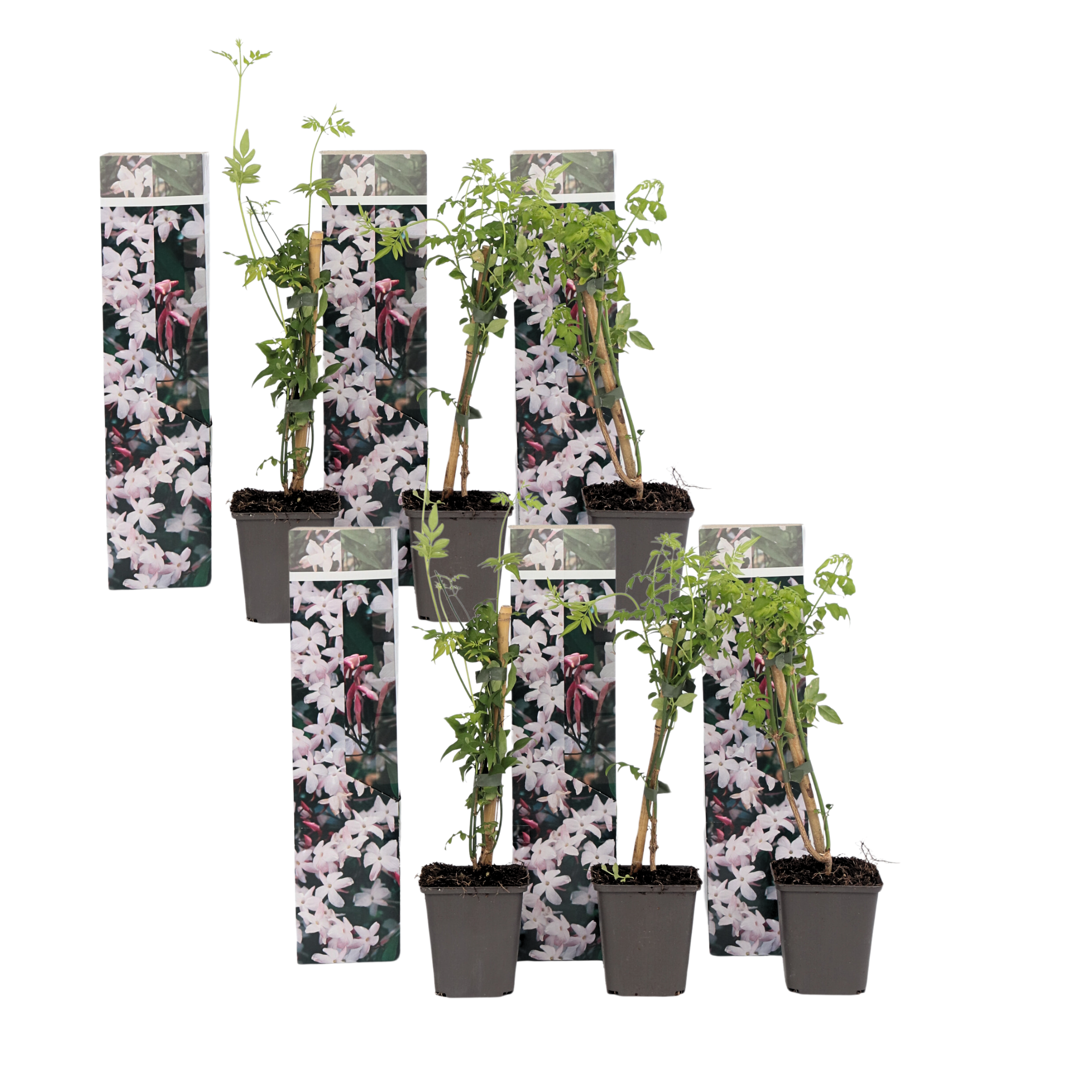 Jasmijn - Set van 6 - Jasminum'Officinale'- Hoogte 25-40cm -⌀9cm afbeelding