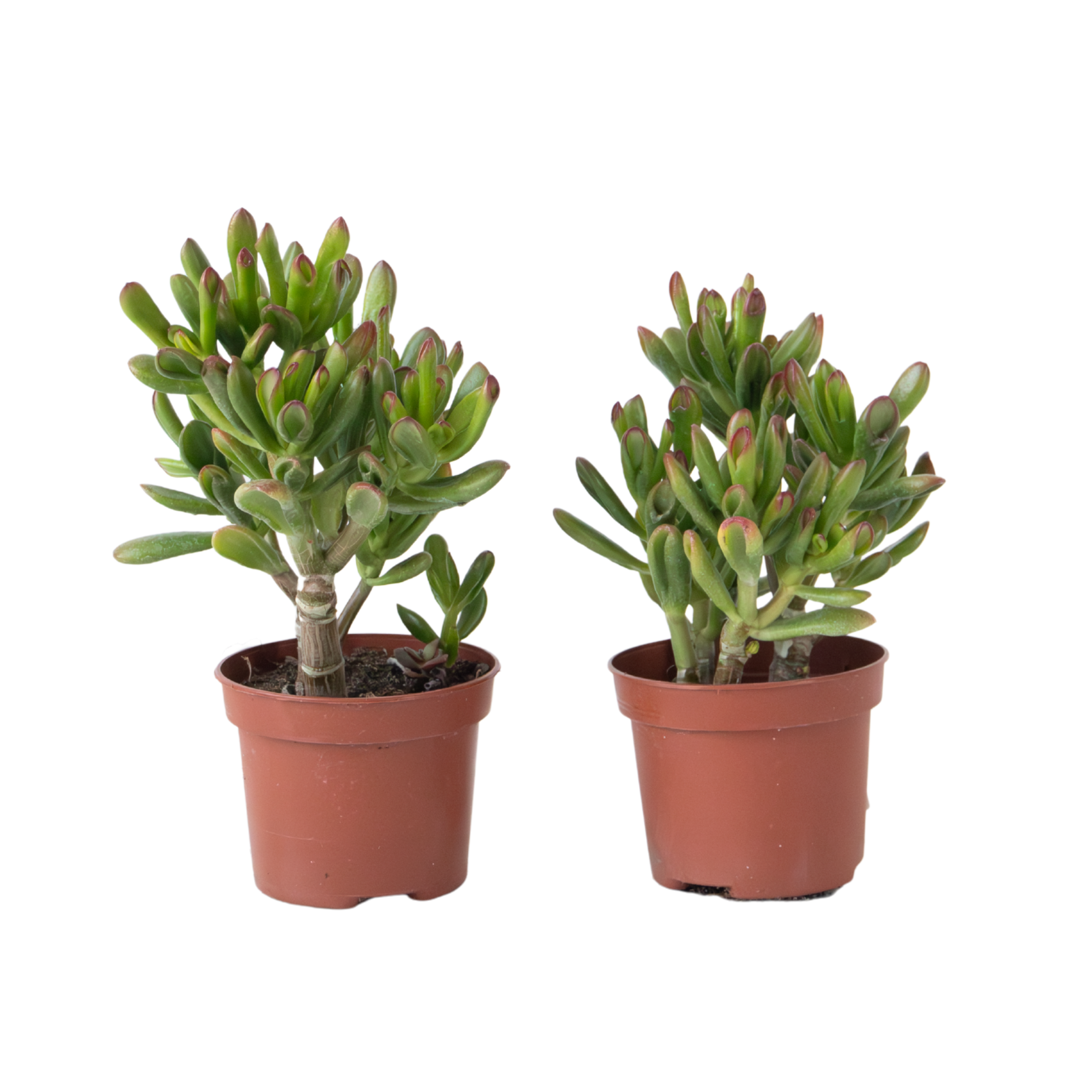 Geldboom - Set van 2 - Crassula ovata'Gollum'- Hoogte 15-25cm - Pot 12cm afbeelding