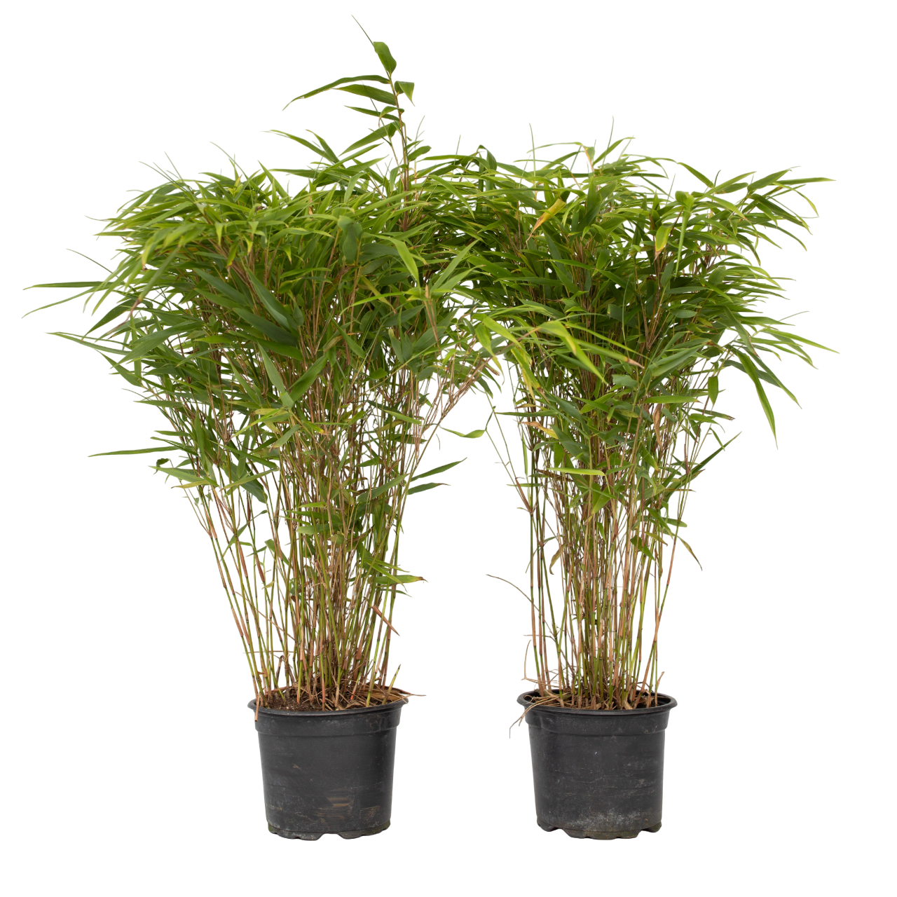 Bamboe - Set van 2 - Fargesia nitida'Gansu'- Hoogte 50-70cm -⌀17cm afbeelding