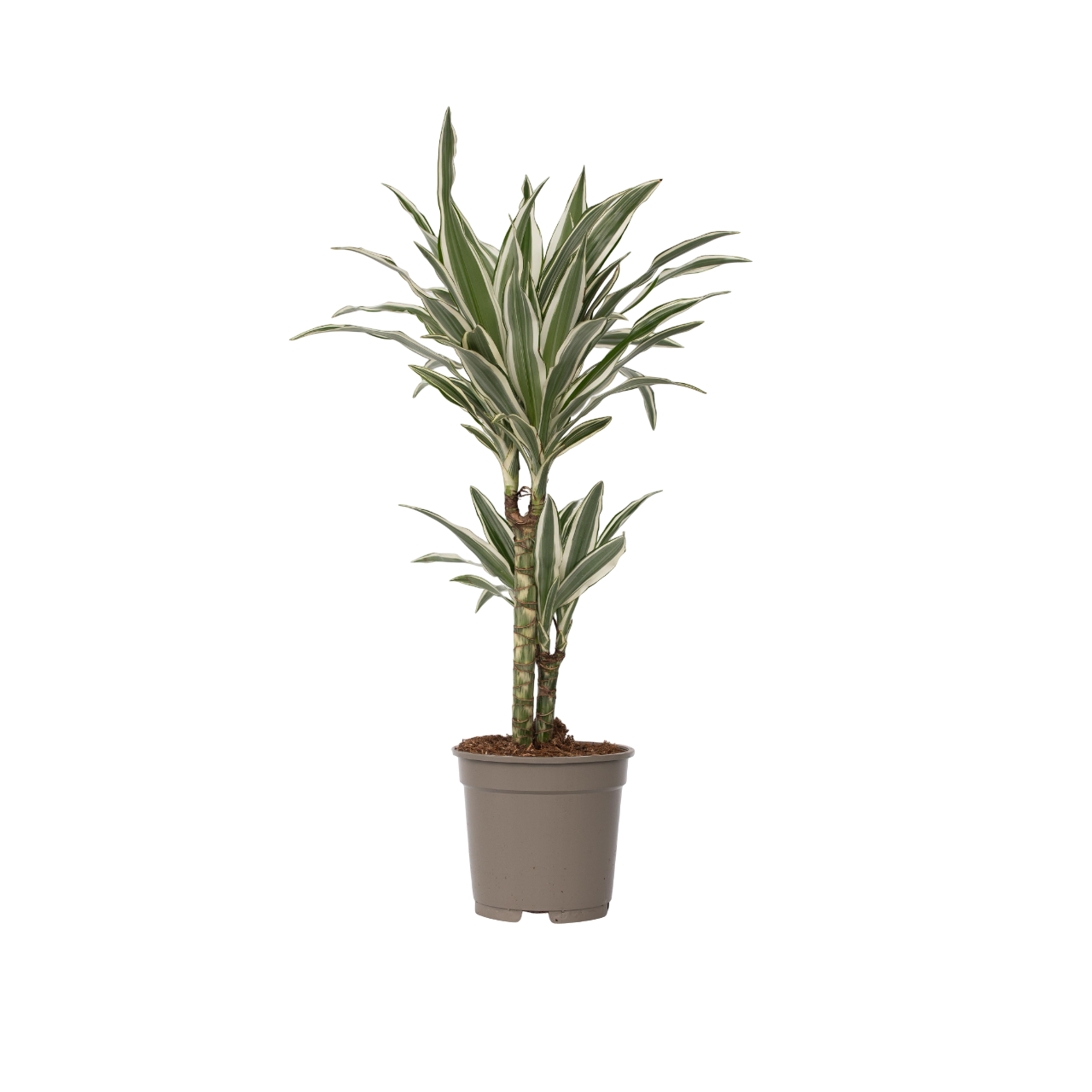 Drakenbloedboom - Dracaena deremensis'White Stripe'- Hoogte 60-70cm -⌀17cm afbeelding