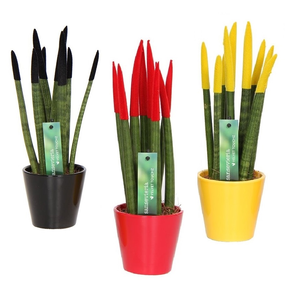 Vrouwentong - Set van 3 - Sansevieria cylindrica - Hoogte 20-40cm -⌀9cm afbeelding