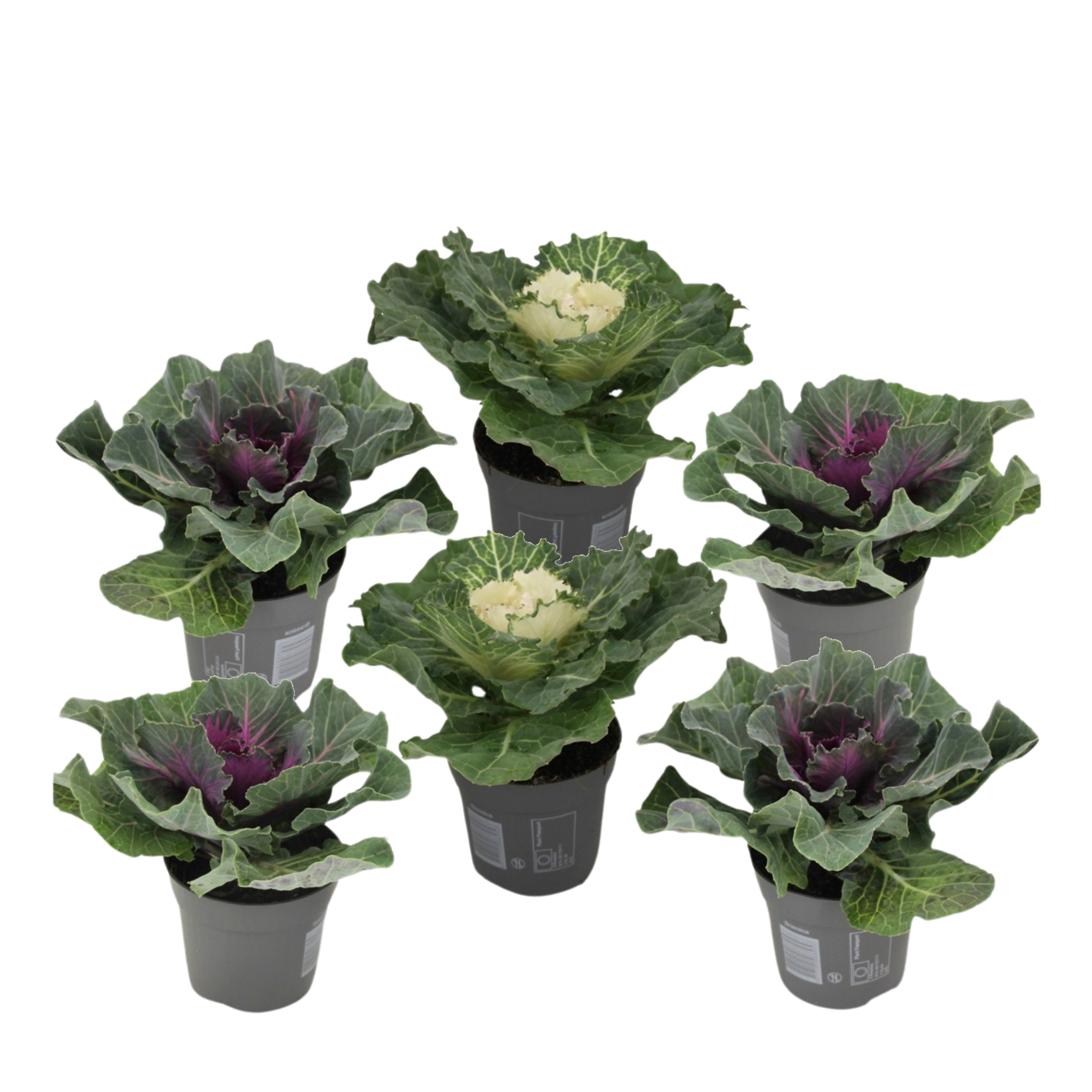 Sierkool - Set van 6 - Brassica oleracea - Hoogte 10-20cm -⌀10,5cm afbeelding