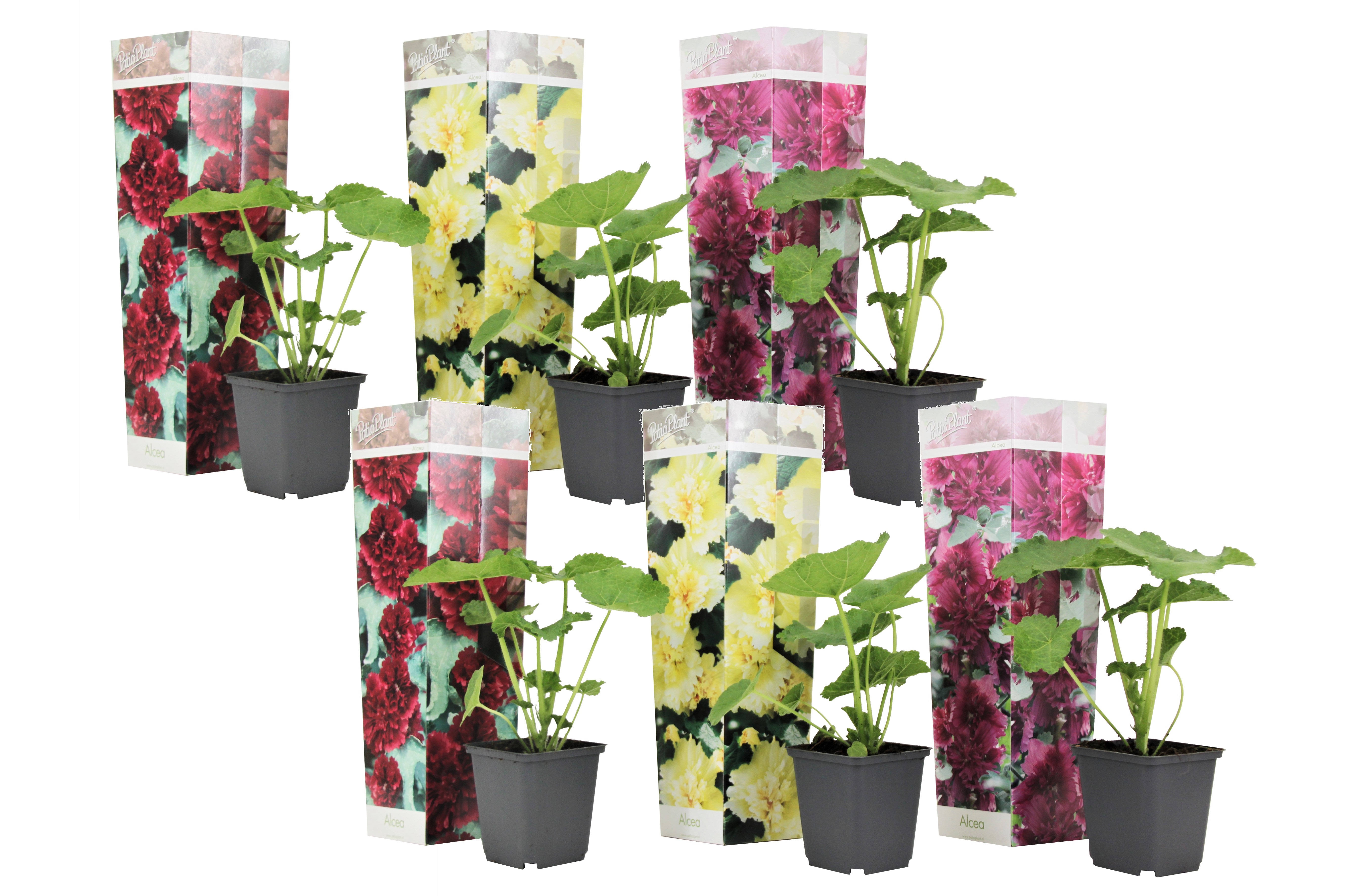 Stookroos - Set van 6 - Alcea rosea - Hoogte 25-40cm -⌀9cm afbeelding