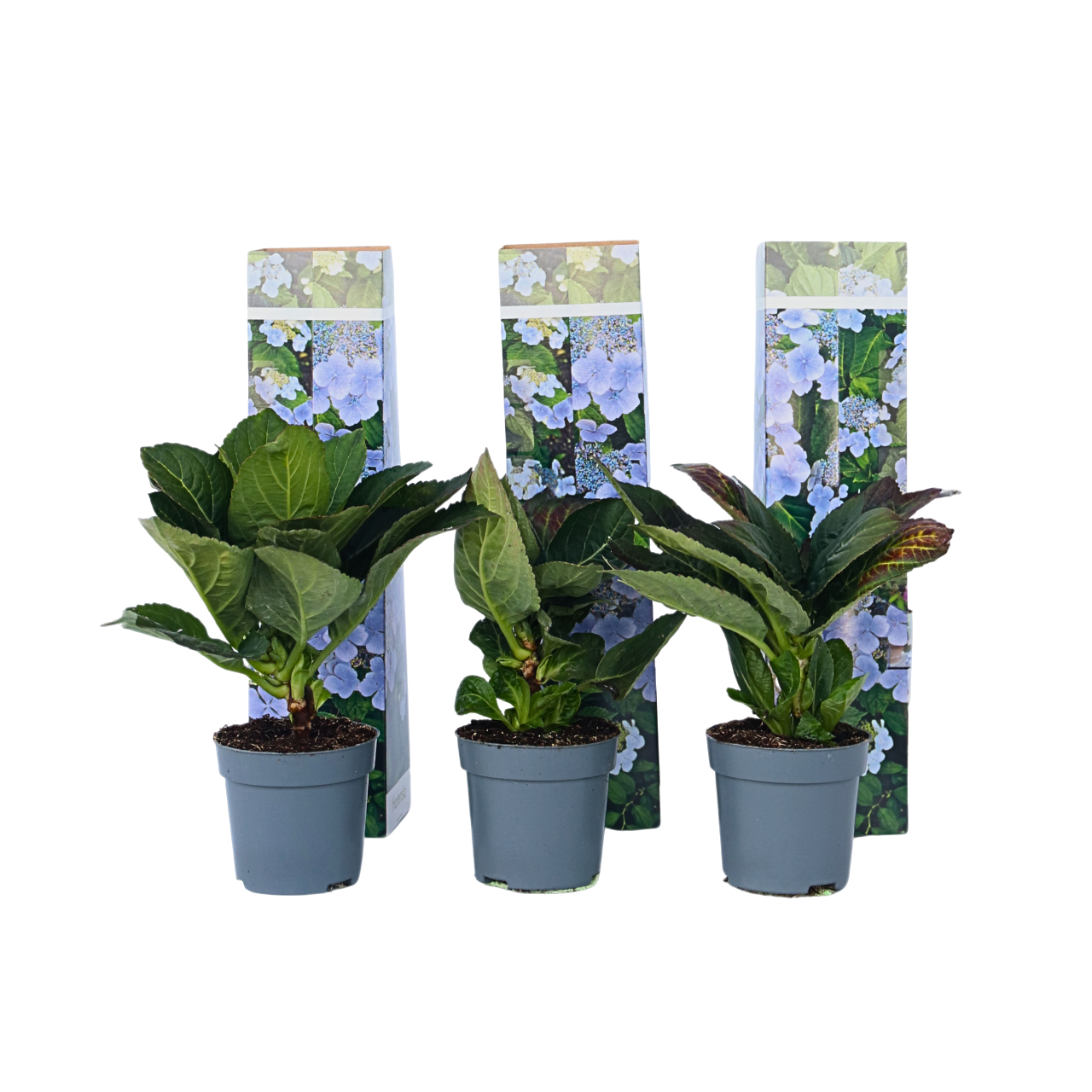 Hortensia - Set van 3 - Hydrangea'Nizza'- Hoogte 25-40cm -⌀9cm afbeelding