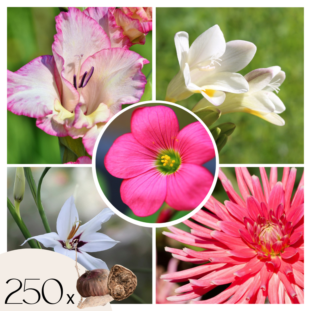 Mix bloembollen'VJ Pink'- Set van 250 - Dahlia, Gladiolus, Freesia, Oxalis afbeelding