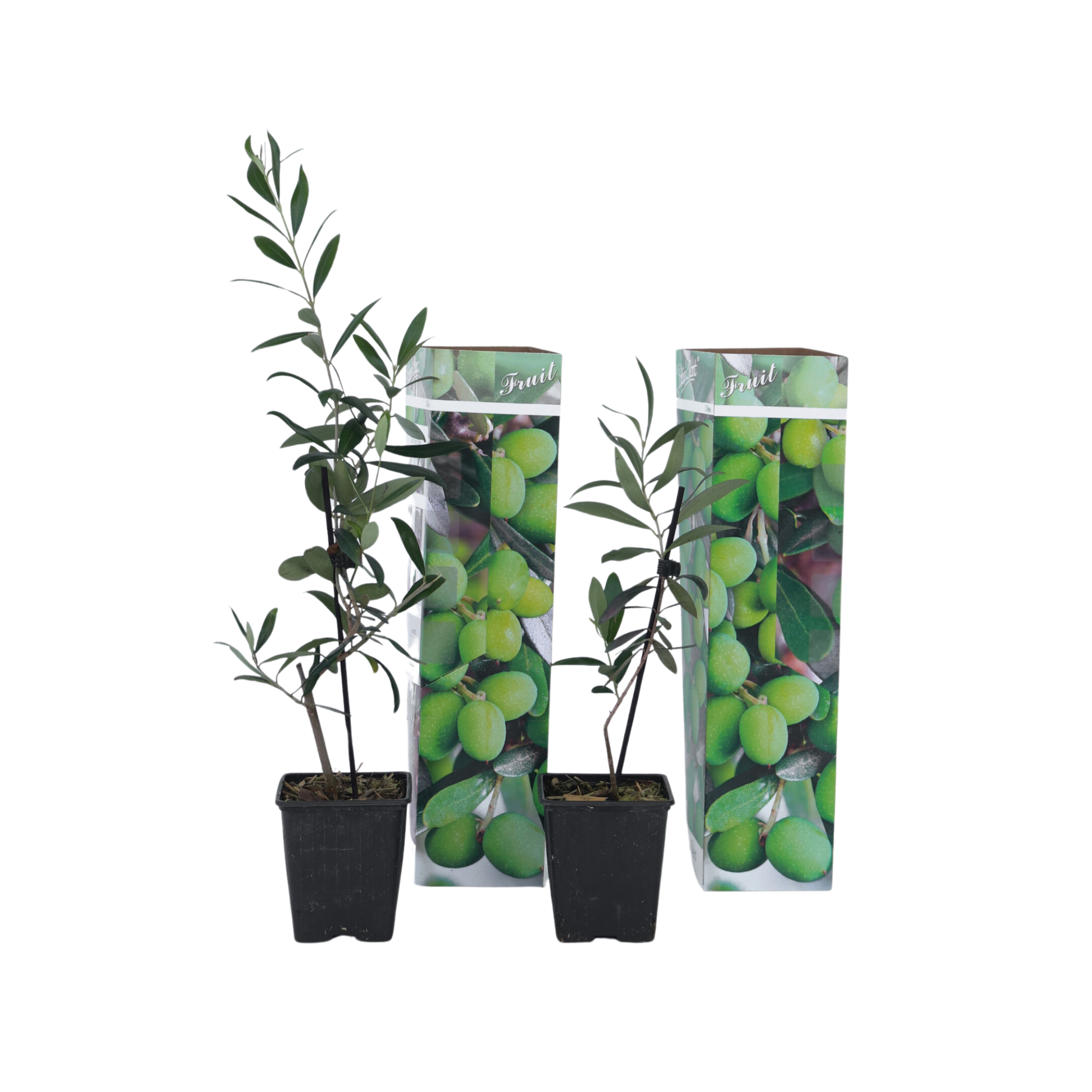 Olijfboom - Set van 2 - Olea europaea - Hoogte 25-40cm -⌀9cm afbeelding