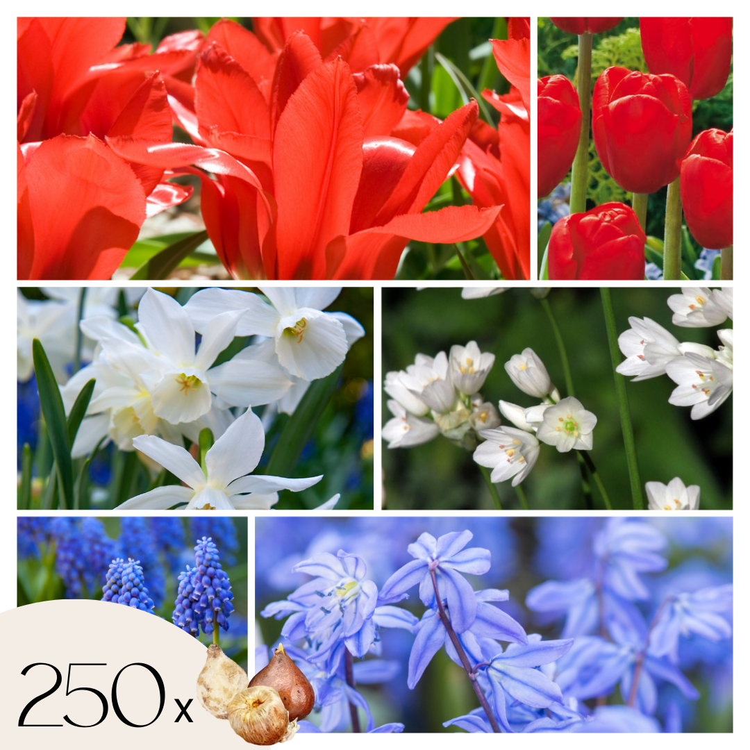 Hollandse bloembollen - Set van 250 - Tulipa Narcissus Scilla Allium Muscari afbeelding
