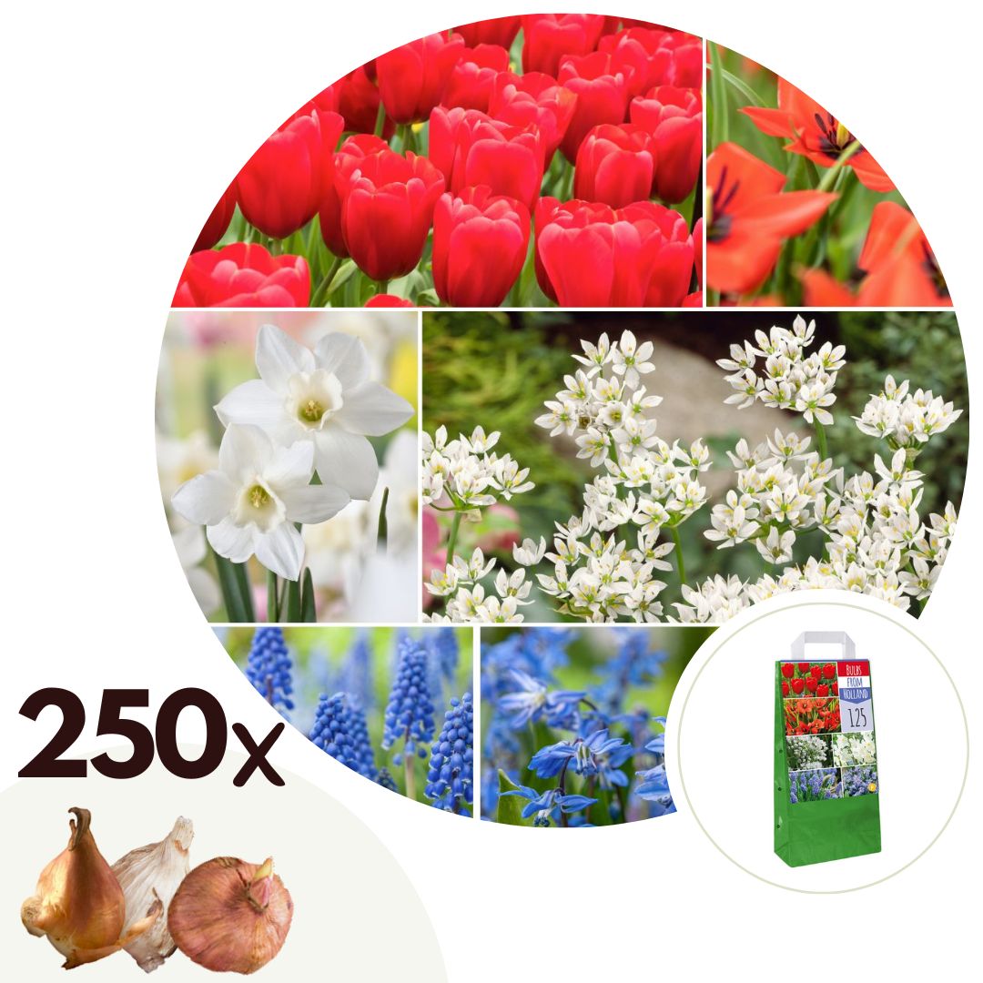 Hollandse bloembollen - Set van 250 - Tulipa Narcissus Scilla Allium Muscari afbeelding