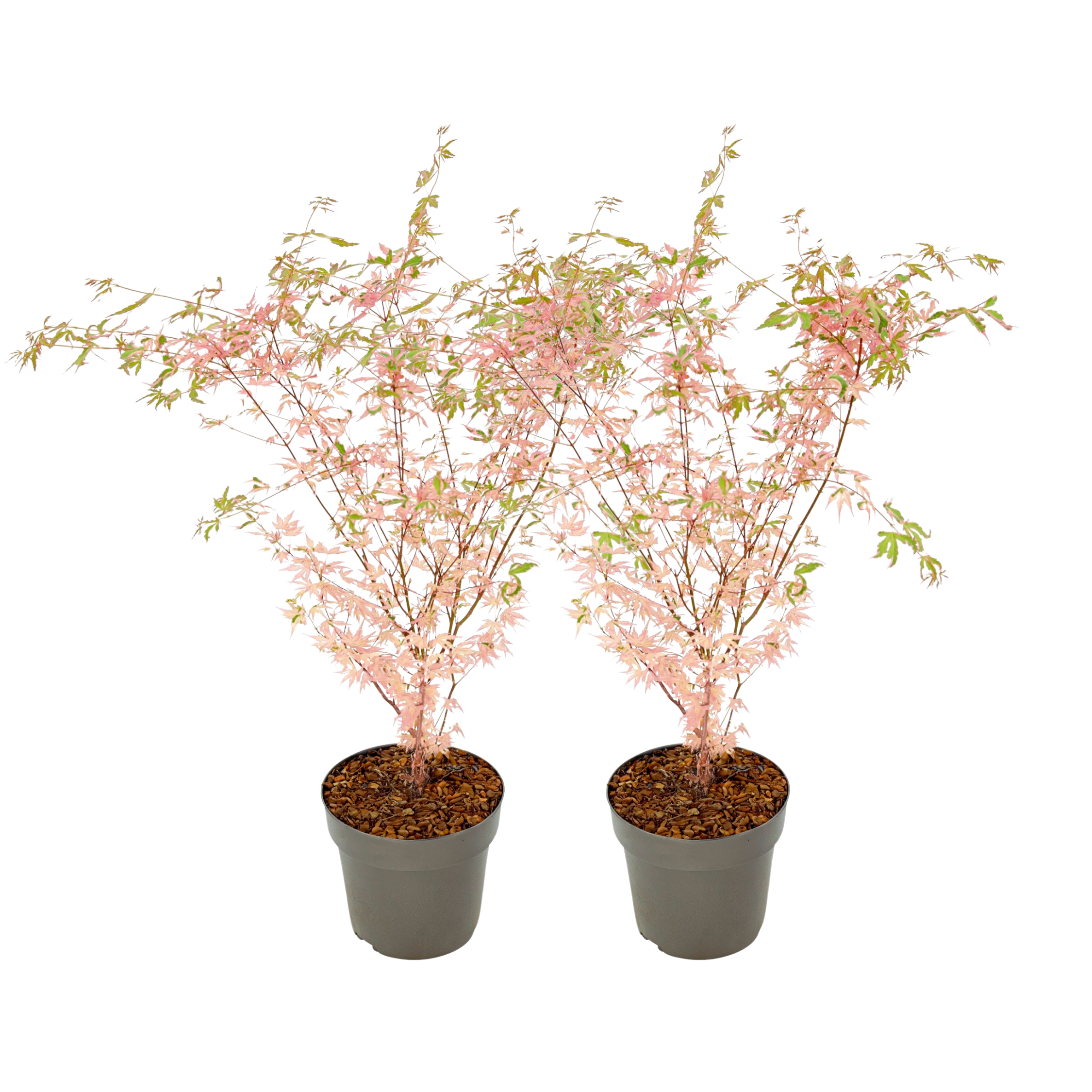Japanse Esdoorn - Set van 2 - Acer palmatum'Taylor'- Hoogte 50-60cm -⌀19cm afbeelding