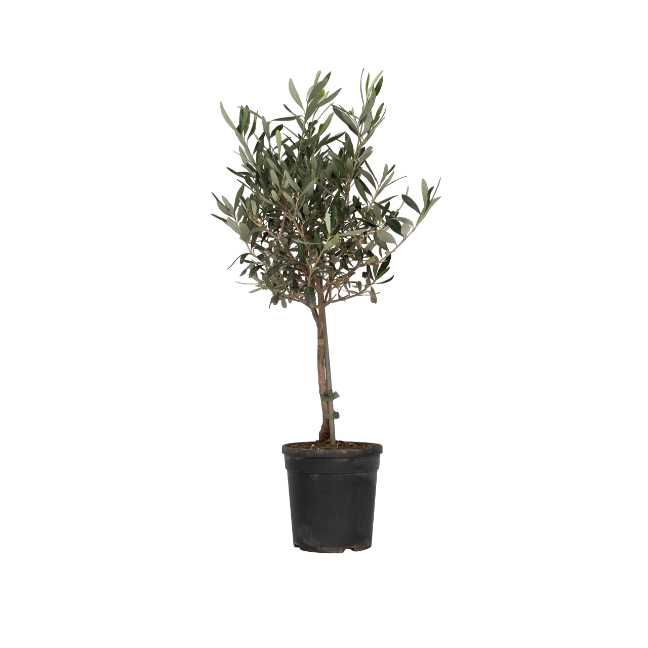 Olijfboom - Olea europaea - Hoogte 60-70cm -⌀17cm afbeelding