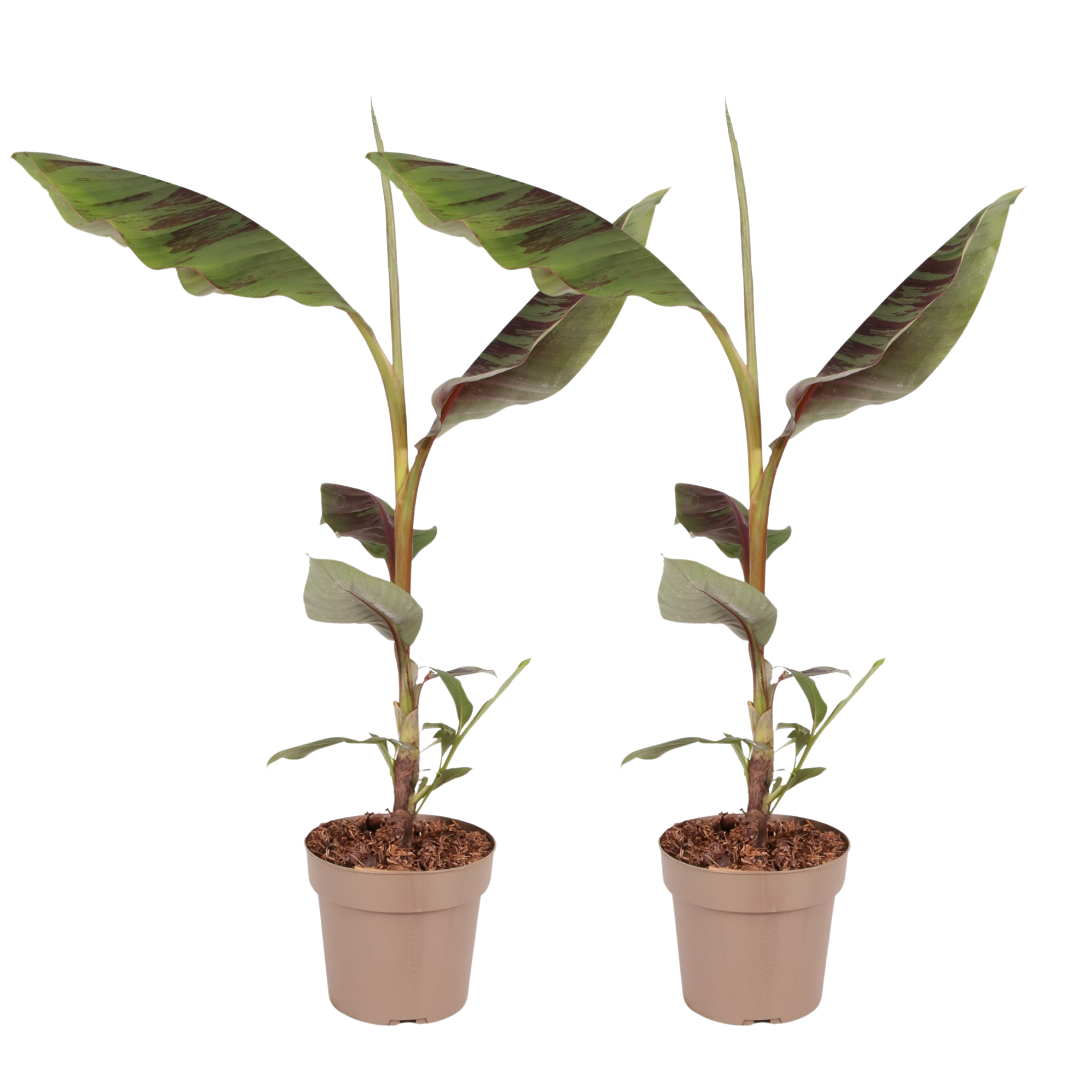 Rode bananenplant - Set van 2 - Ensete ventricosum - Hoogte 55-70cm -⌀21cm afbeelding