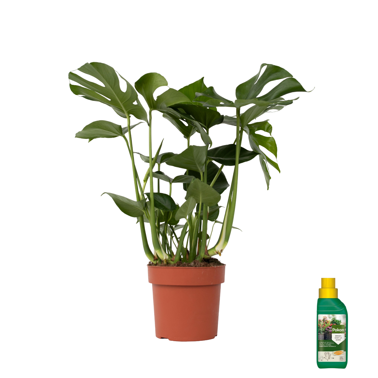 Gatenplant met plantenvoeding - Monstera deliciosa - Hoogte 70-80cm -⌀21cm afbeelding
