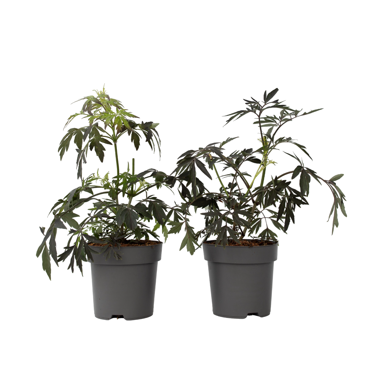 Zwarte vlier - Set van 4 - Sambucus nigra'Black Lace'- Hoogte 25-40cm -⌀17cm afbeelding