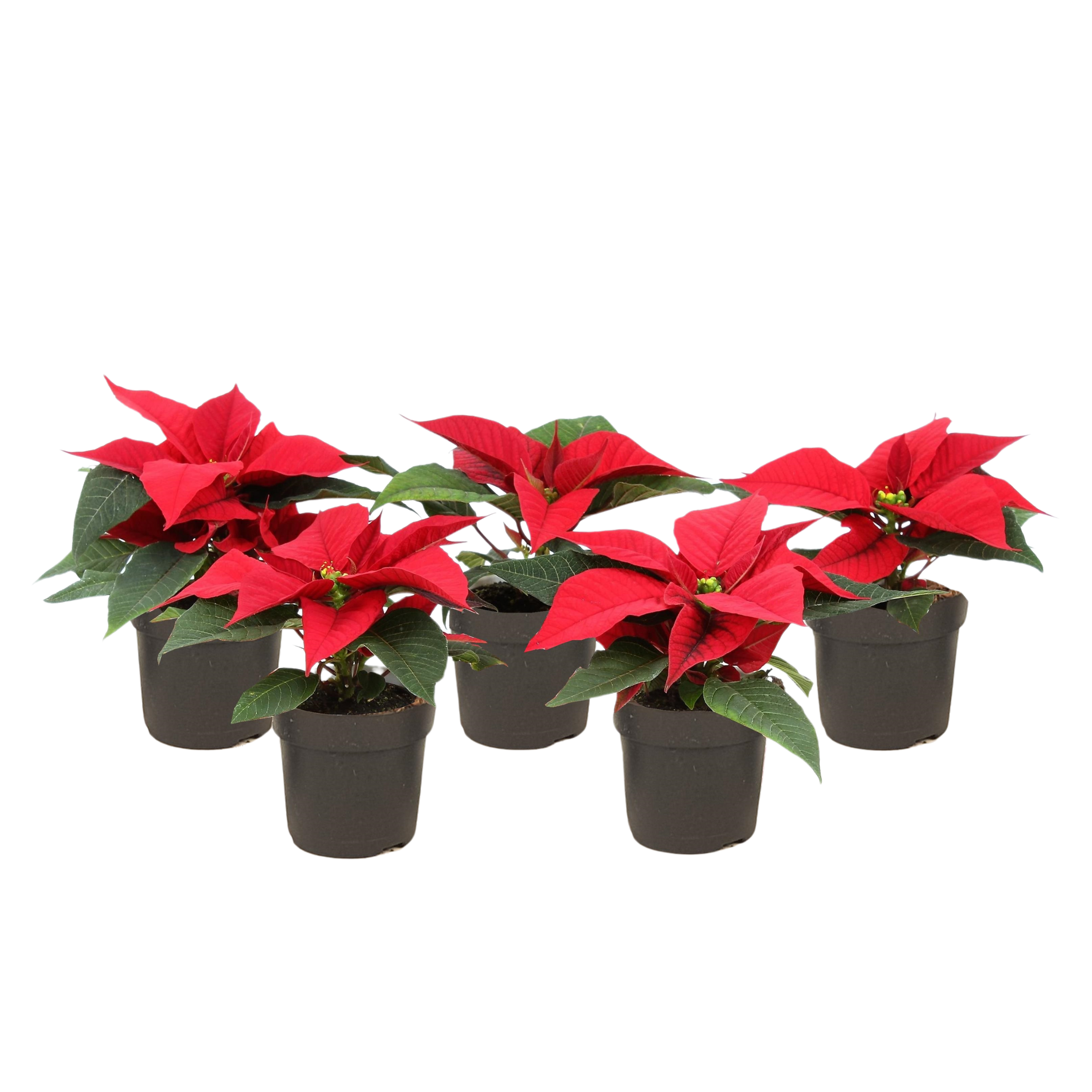 Kerstster - Set van 5 - Euphorbia pulcherrima - Hoogte 5 - 10cm -⌀7cm afbeelding