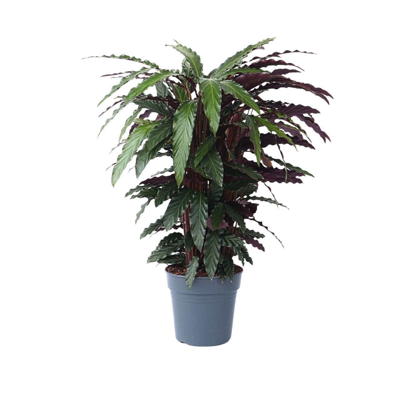 Pauwenplant - Calathea'Wavestar'- Hoogte 90cm -⌀27cm afbeelding
