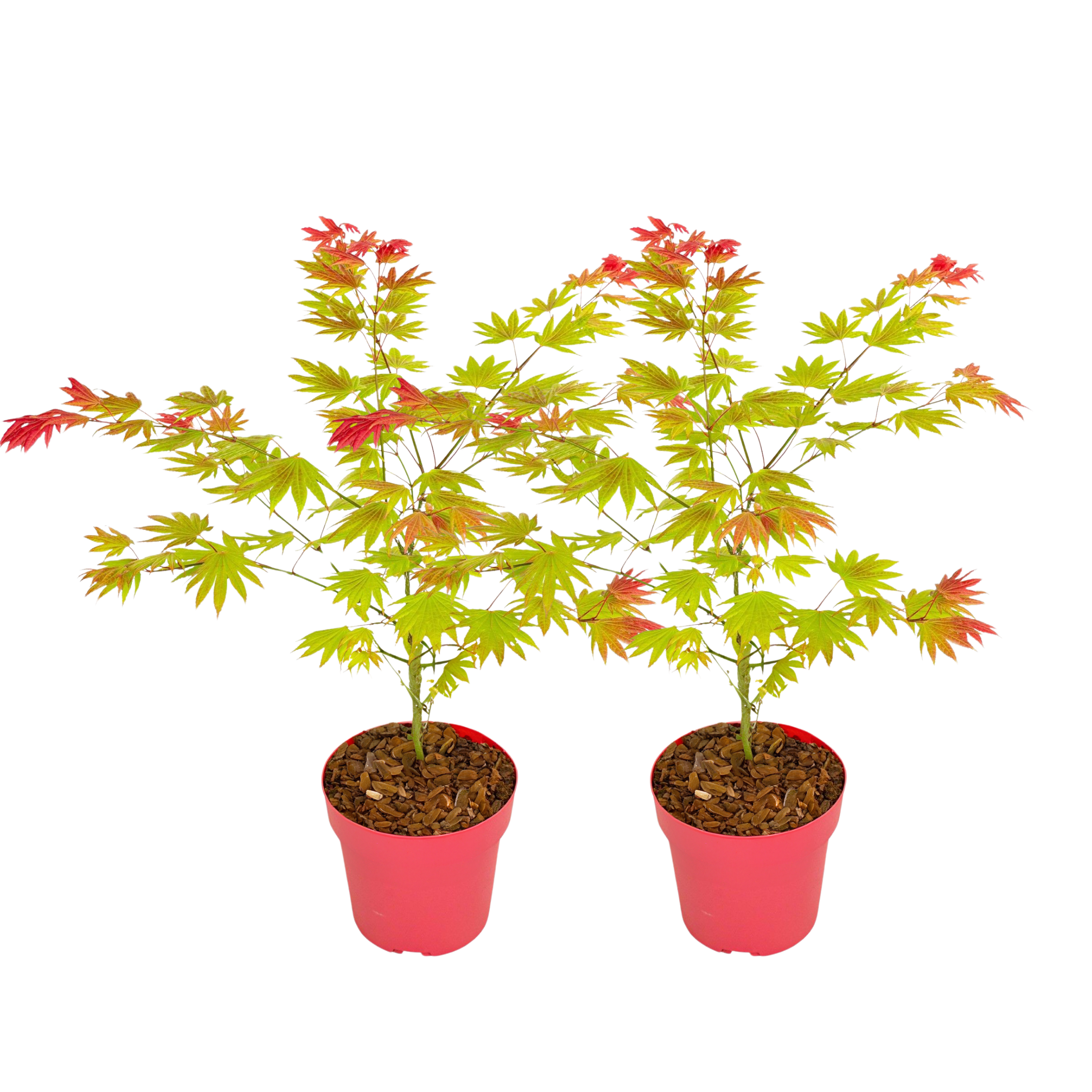 Japanse Esdoorn - Set van 2 - Acer palmatum'Moonrise'- Hoogte 40-50cm -⌀19cm afbeelding