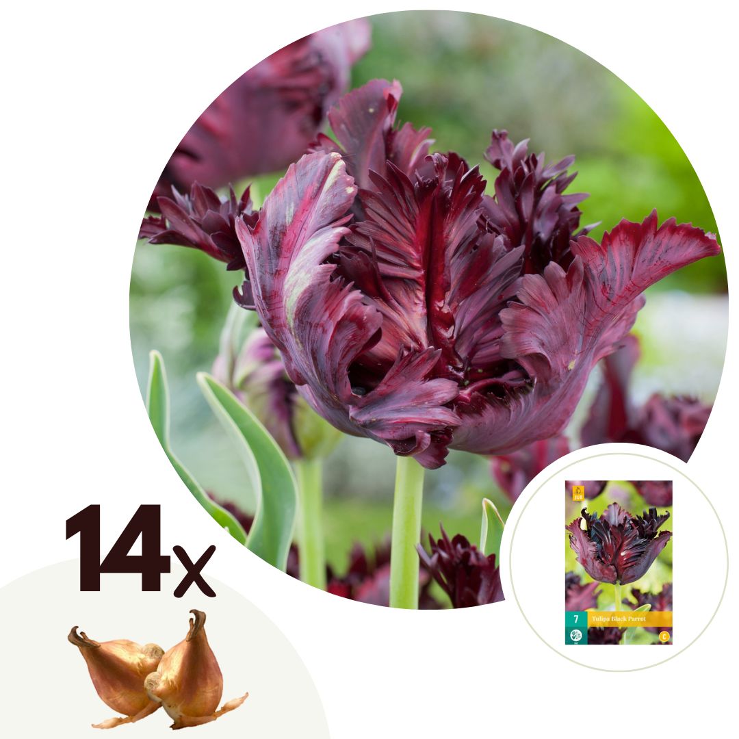 Tulpenbollen - Set van 14 - Tulipa'Black Parrot'- Bloembollen - Paars afbeelding