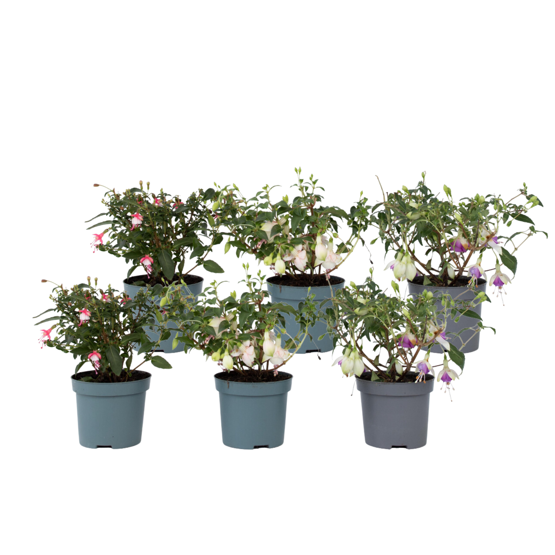 Bellenplant - Set van 6 - Fuchsia magellanica - Hoogte 10-20cm -⌀9cm afbeelding