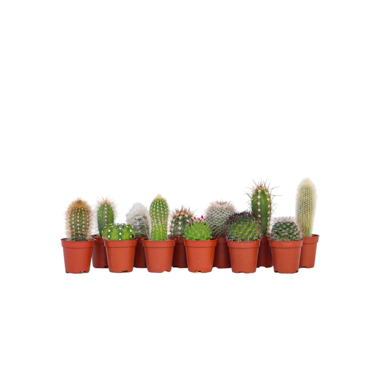 Mix cactus - Set van 12 - Cactus - Hoogte 5-10cm -⌀5,5cm afbeelding