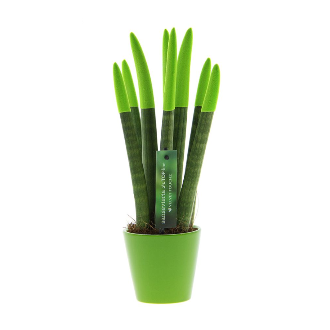 Vrouwentong - Sansevieria cylindrica - Hoogte 20-40cm -⌀9cm afbeelding