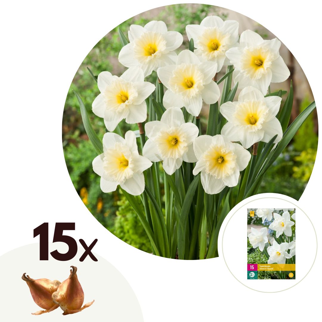 Narcissen - Set van 15 - Narcissus'Mount Hood'- Bloembollen - Geel afbeelding